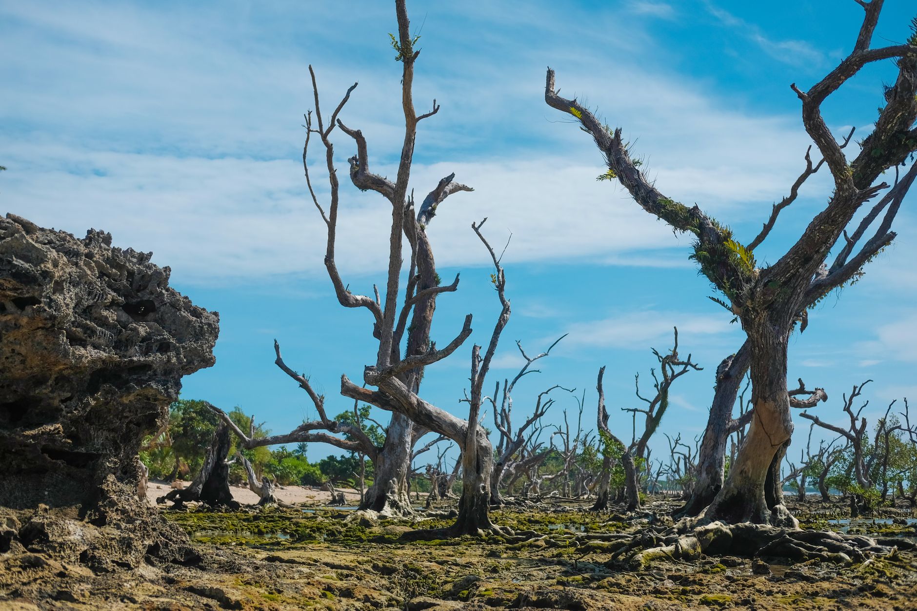 USAID's Dismantling: Environmental Implications Unveiled