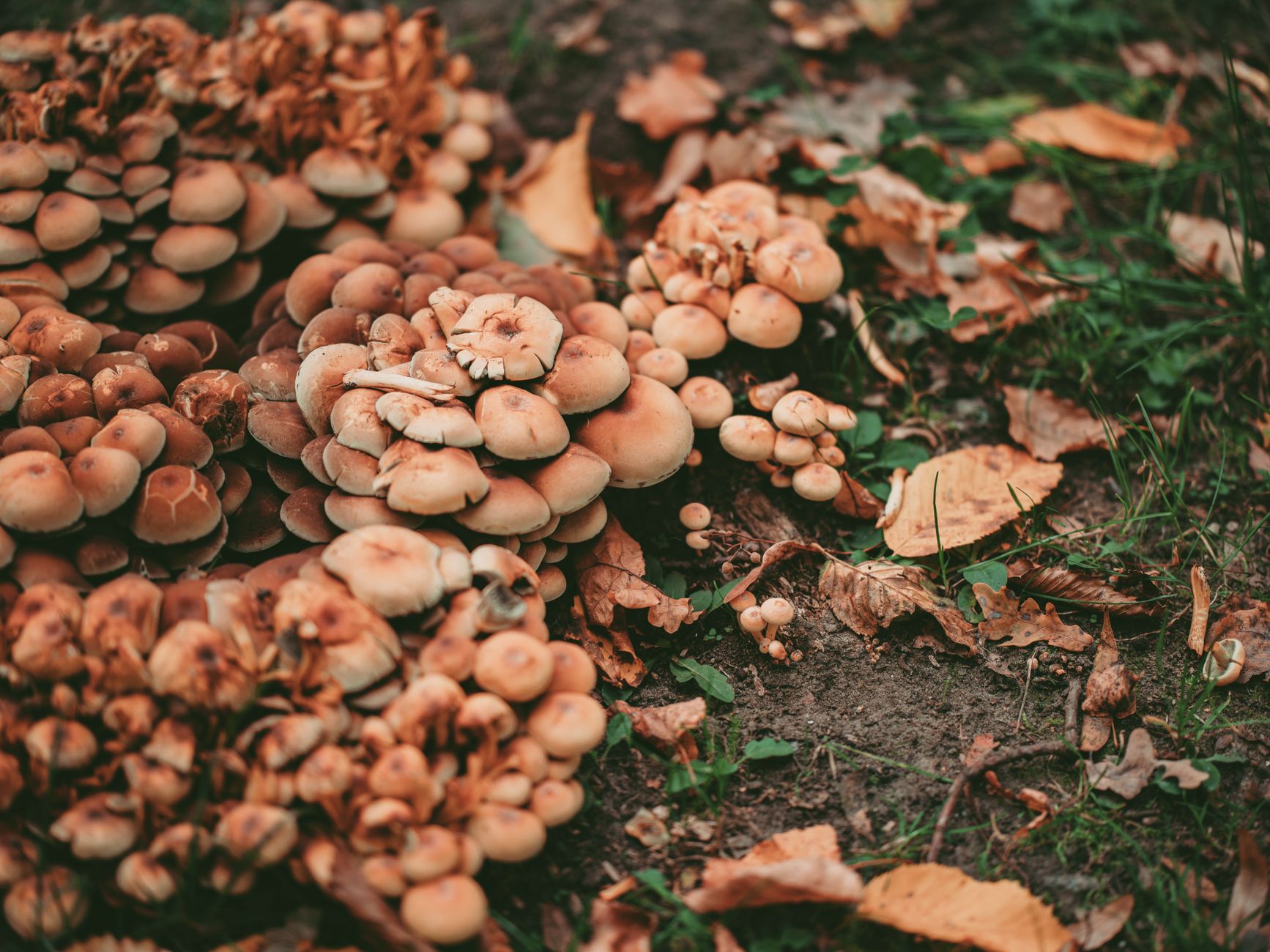 Scientists Uncover Vast Fungal Network Stretching Across Planets