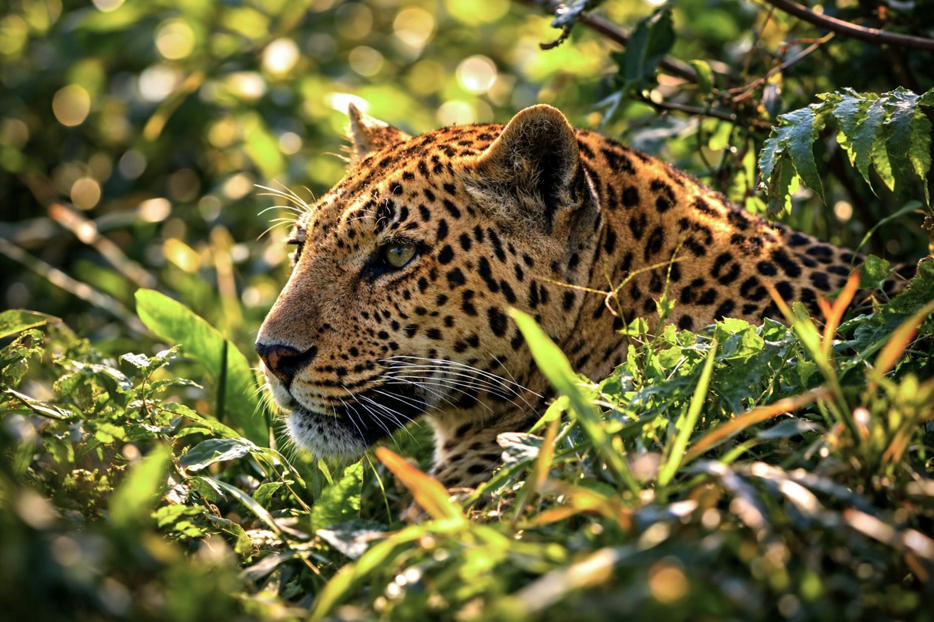 Corporate Support Vital for Big Cat Conservation, Says Minister