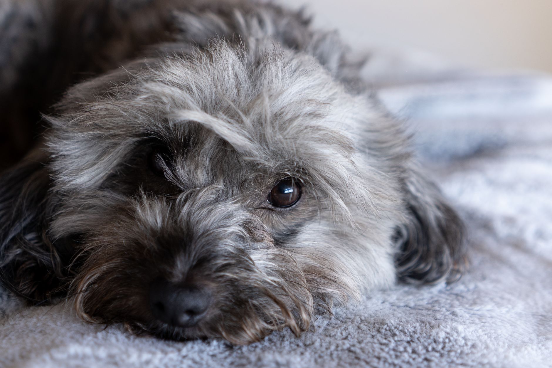 Gene-Editing: Crafting Man's Best Friend with Precision