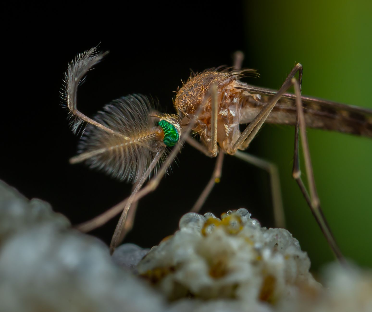Human Influence Alters Genetic Mosaic of India's Dengue Mosquitoes