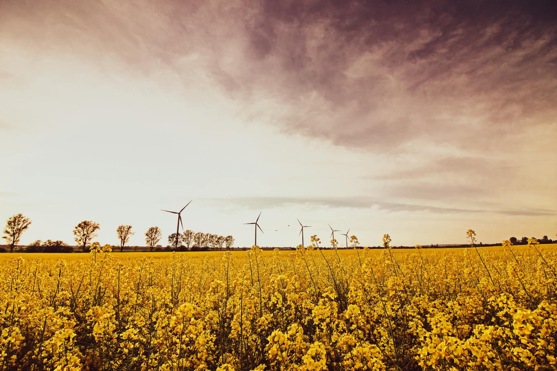 Greenjoules and TDB-DST Pioneer Sustainable Biofuel in India