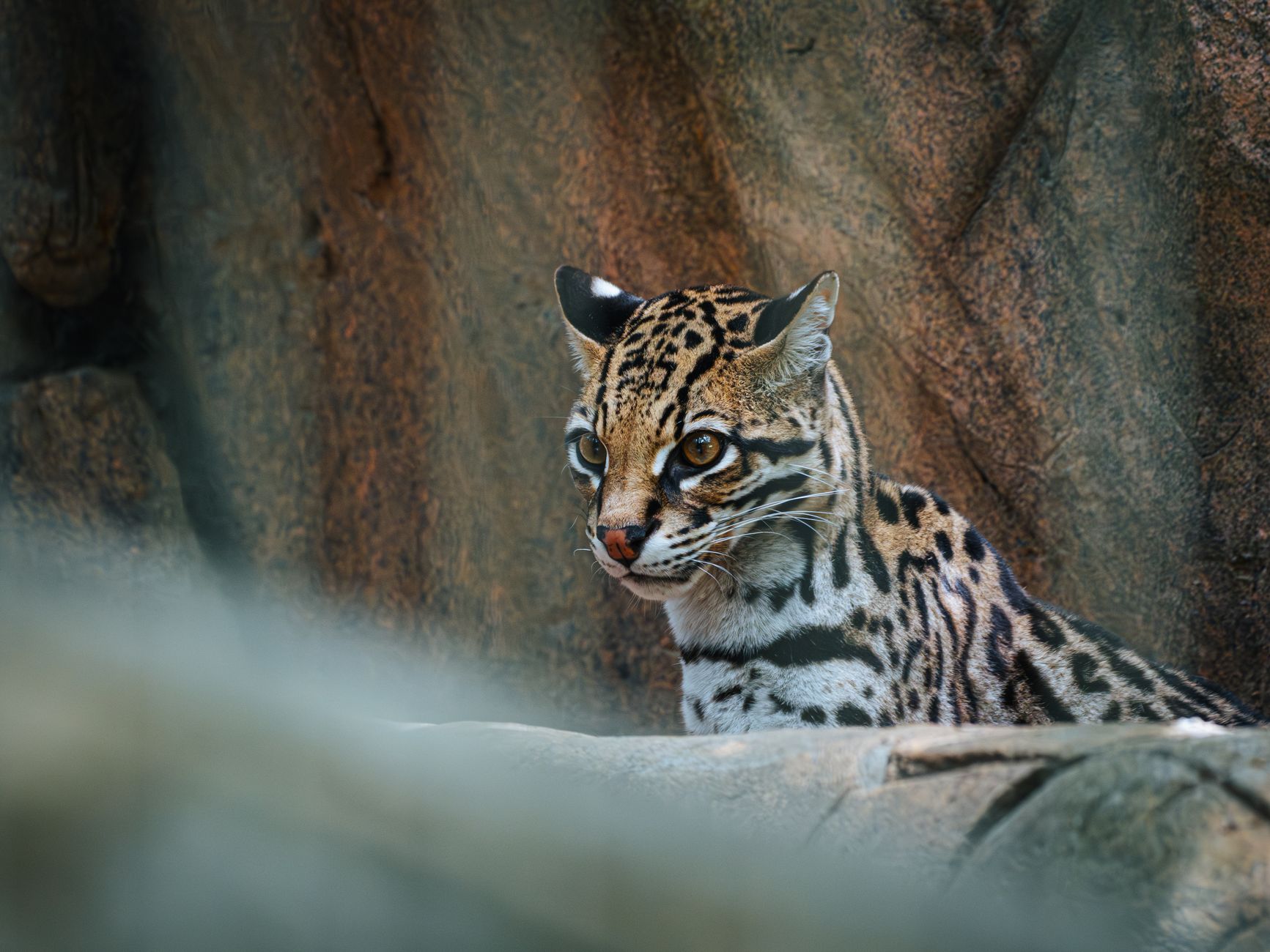 Bolivia's Cloud Forest Reveals a New Feline Species