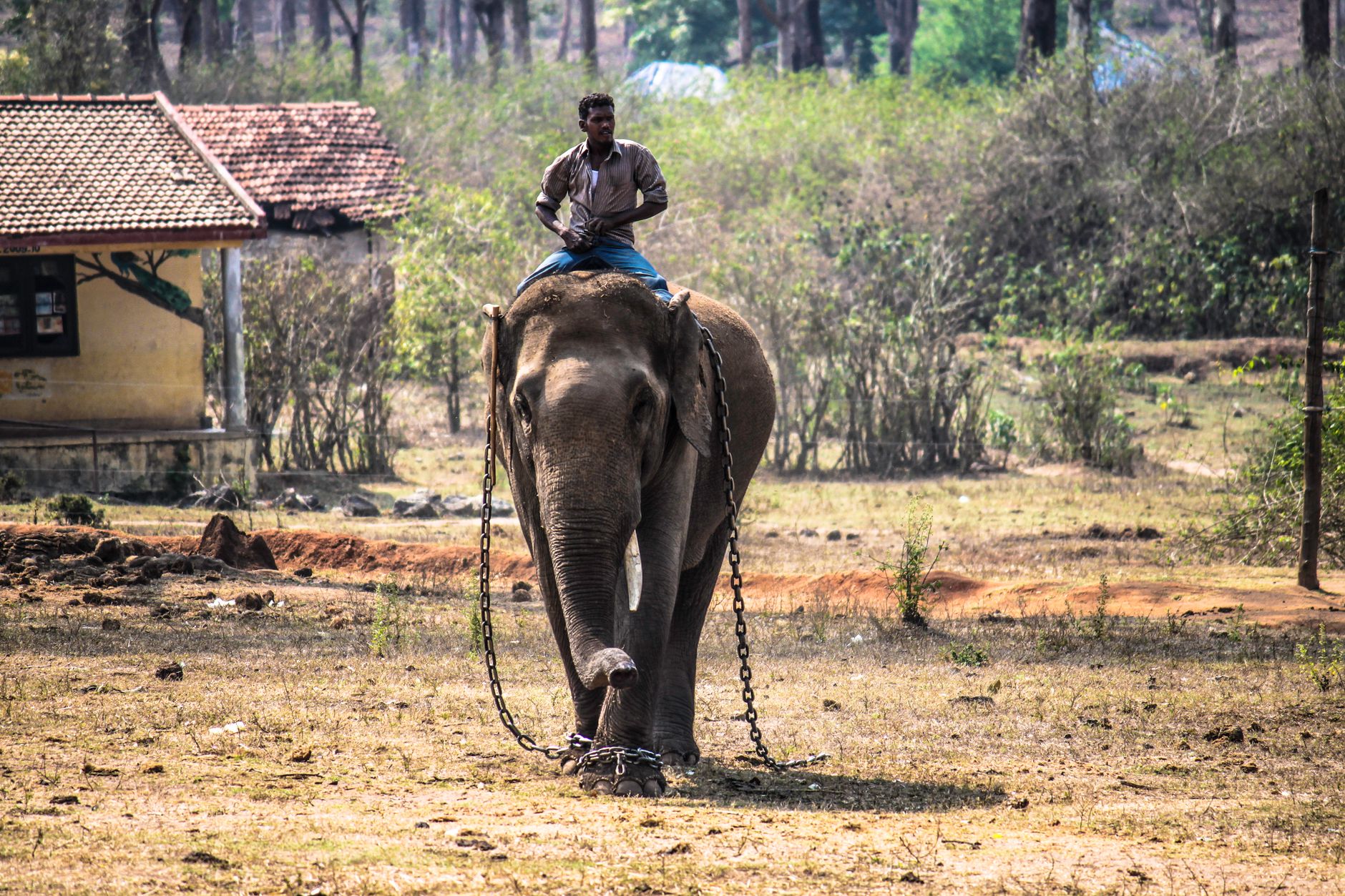 New Hub for Human-Wildlife Conflict Resolution Opens in Coimbatore