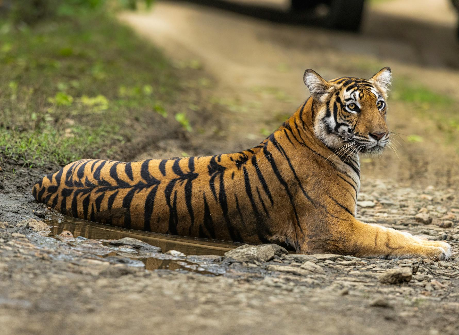India's Big Cat Conservation Celebrations: A Roaring Success
