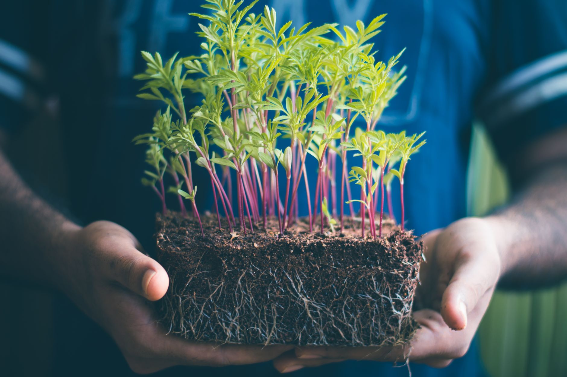 How Getting Your Hands Dirty Can Enhance Your Health
