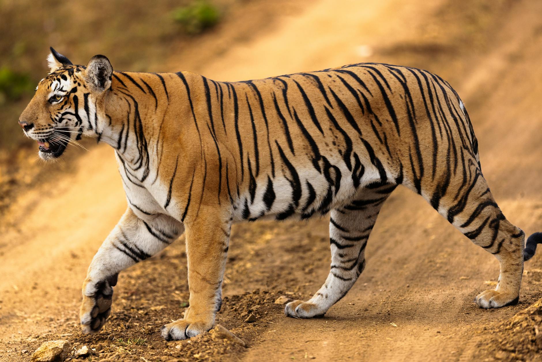 Controversial Expressway Greenlit Through Bengal's Tiger Terrain