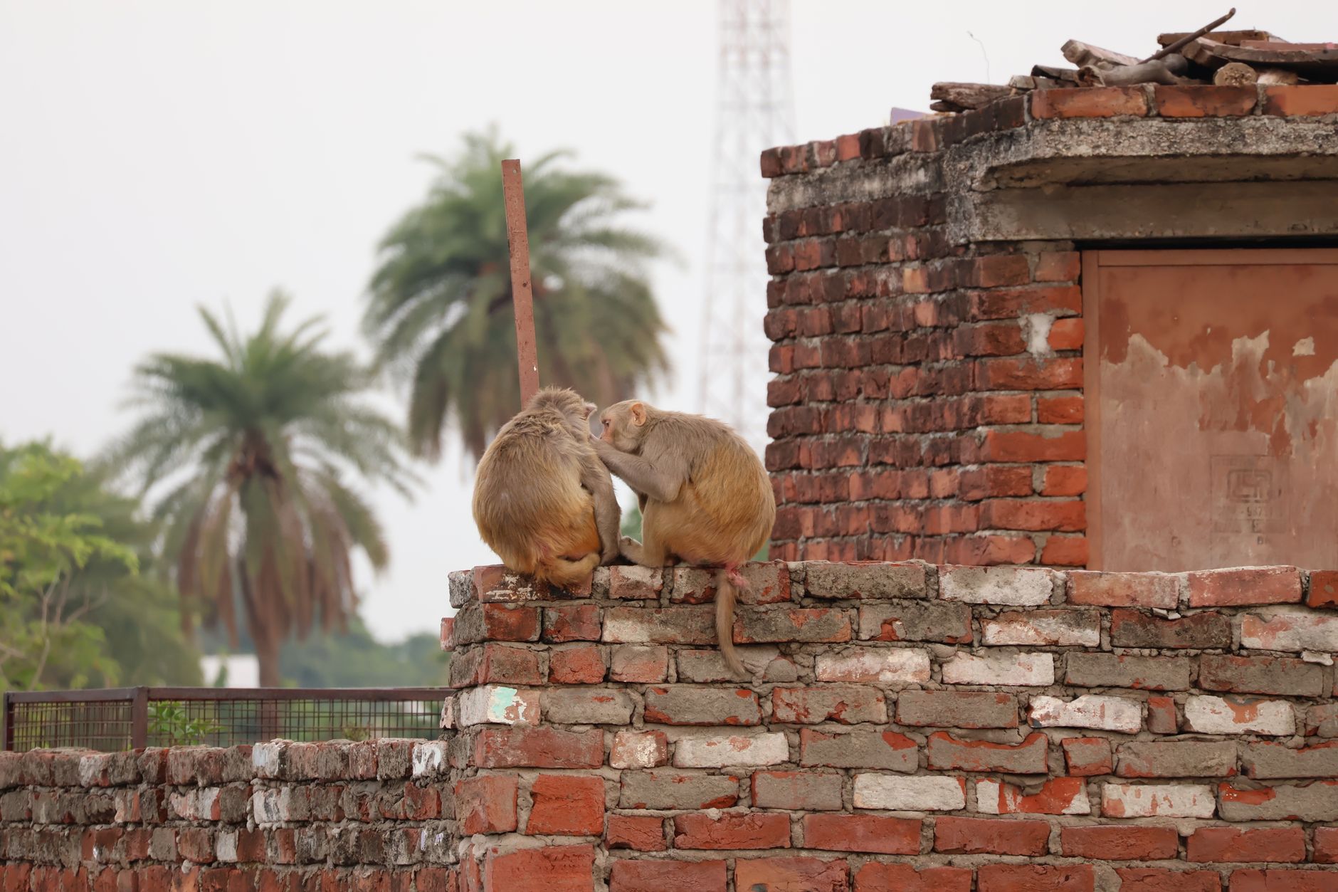 Cardiff Woman's India Trip Ends with 38 Brain Parasites