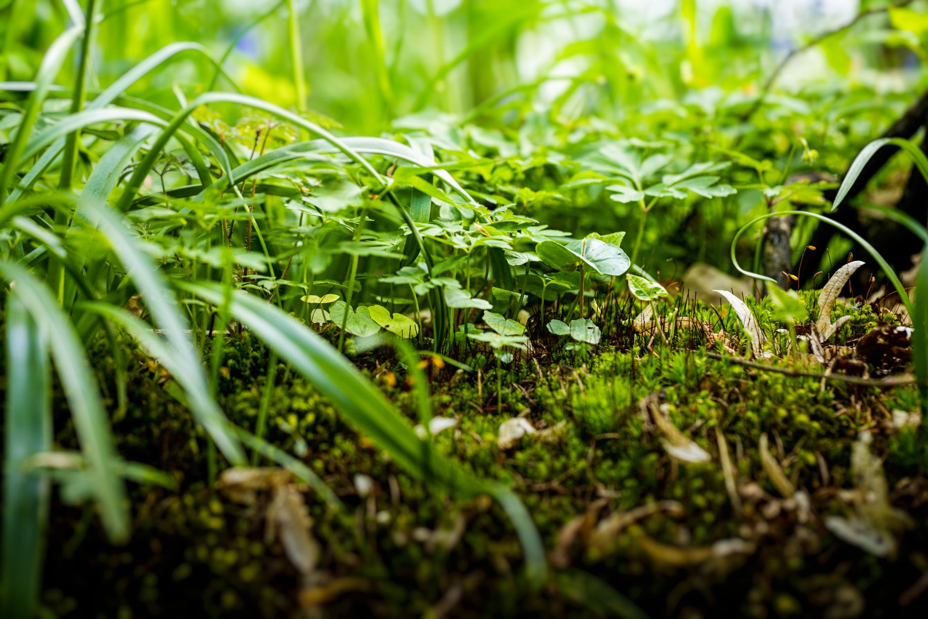 Invasive Plants Thrive Across Continents, Study Reveals