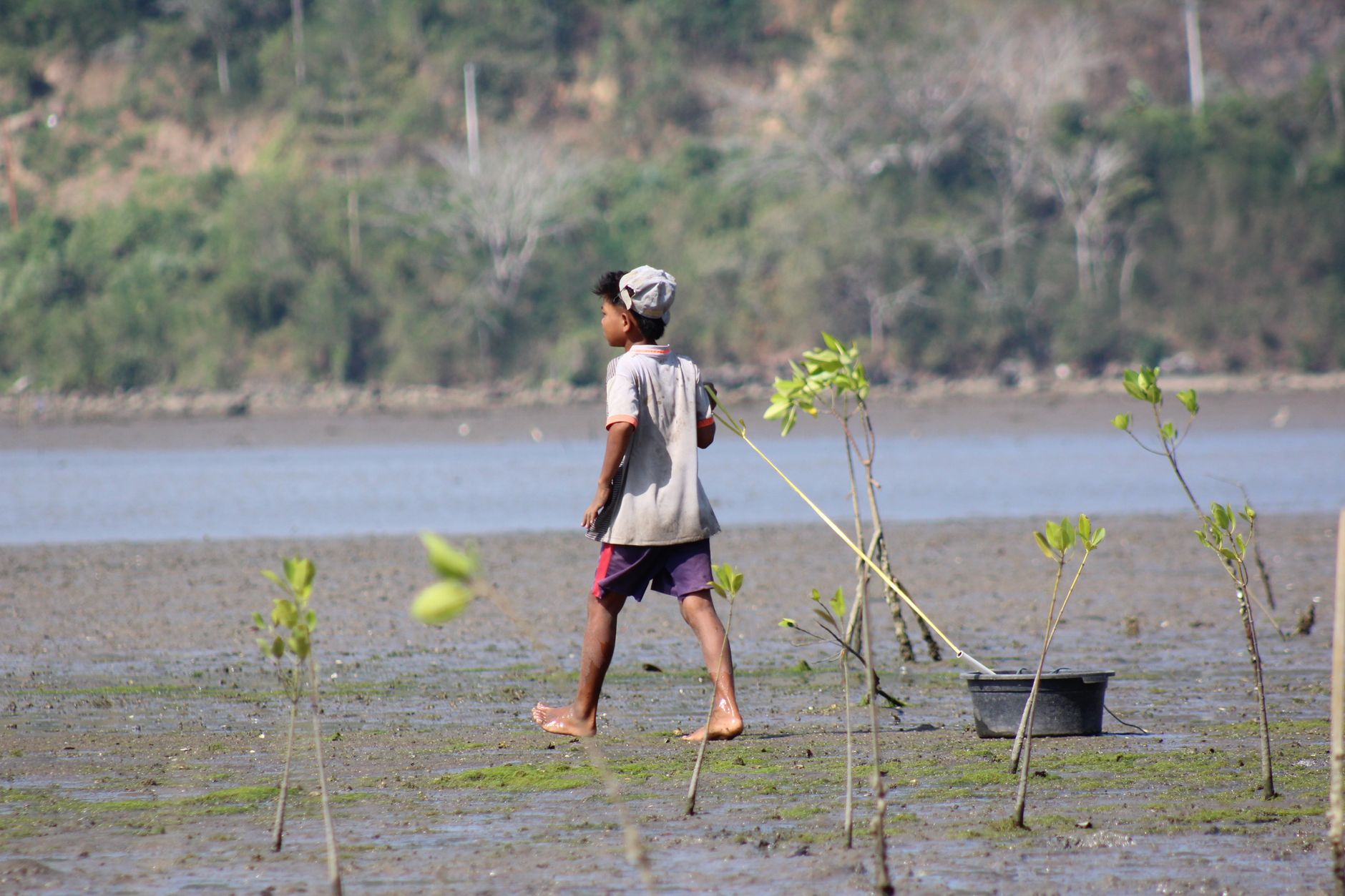 Mangrove Restoration: A Lucrative Venture Leaving Locals Behind