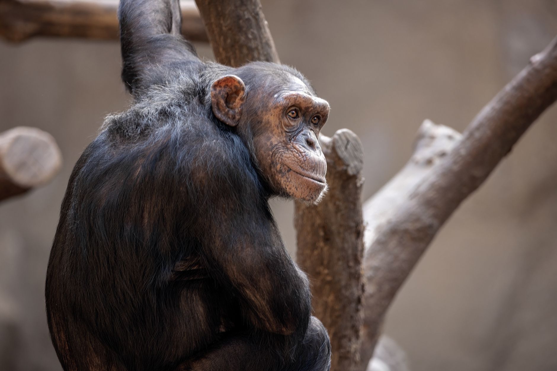 Bumblebees Match Chimps in Untrained Problem-Solving Feat