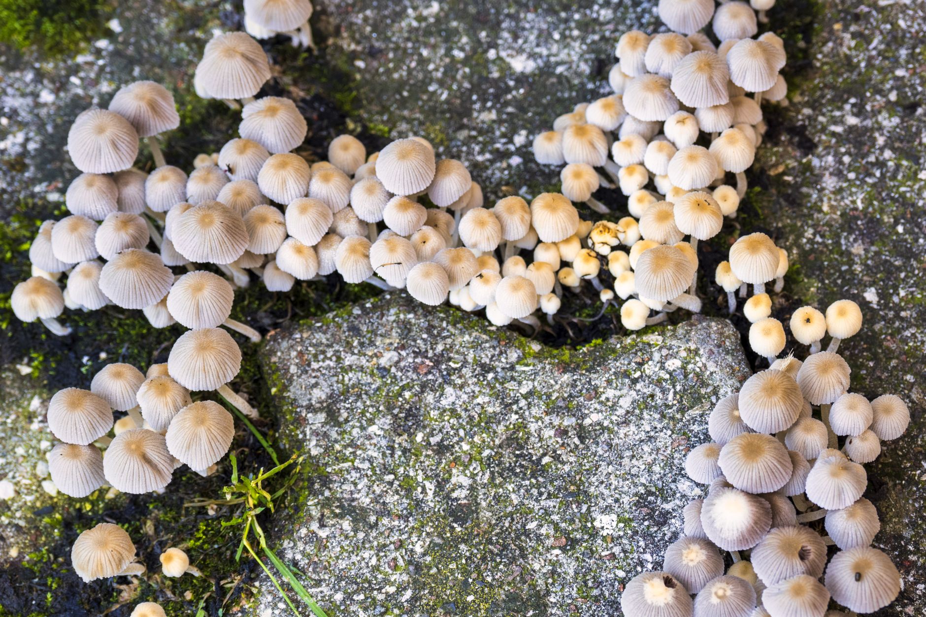 How Engineered Fungi Could Tackle Climate Change