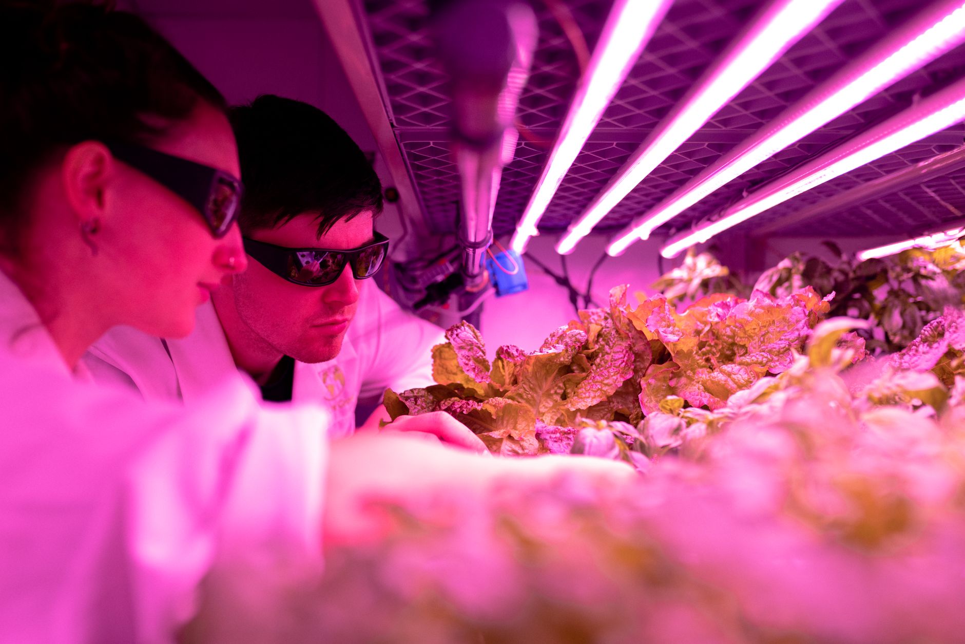 Genetic Innovation: Boosting Crop Nutrition Amid Climate Challenges