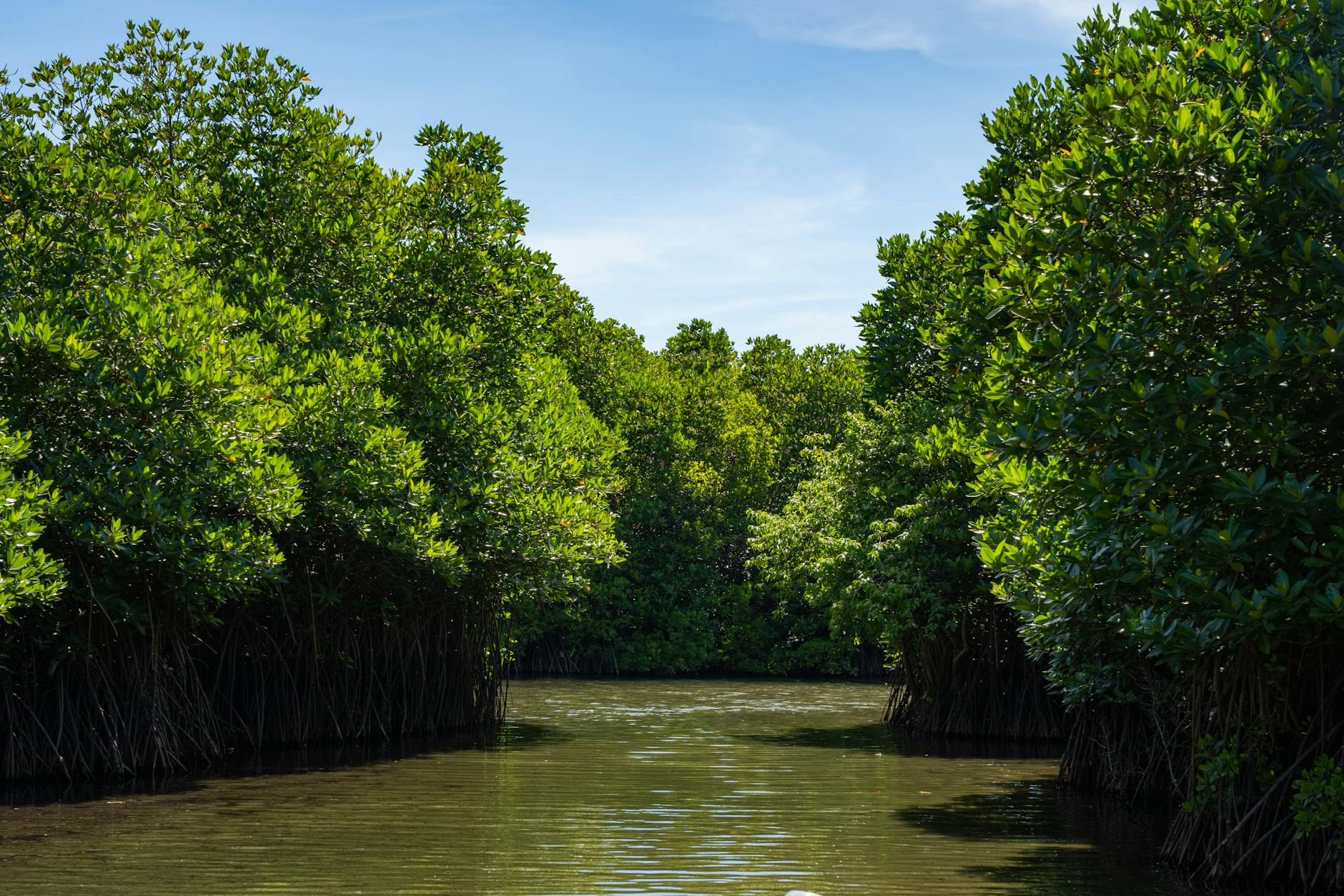 Ministry Calls for Probe into Mangrove Land Complaints in Maharashtra