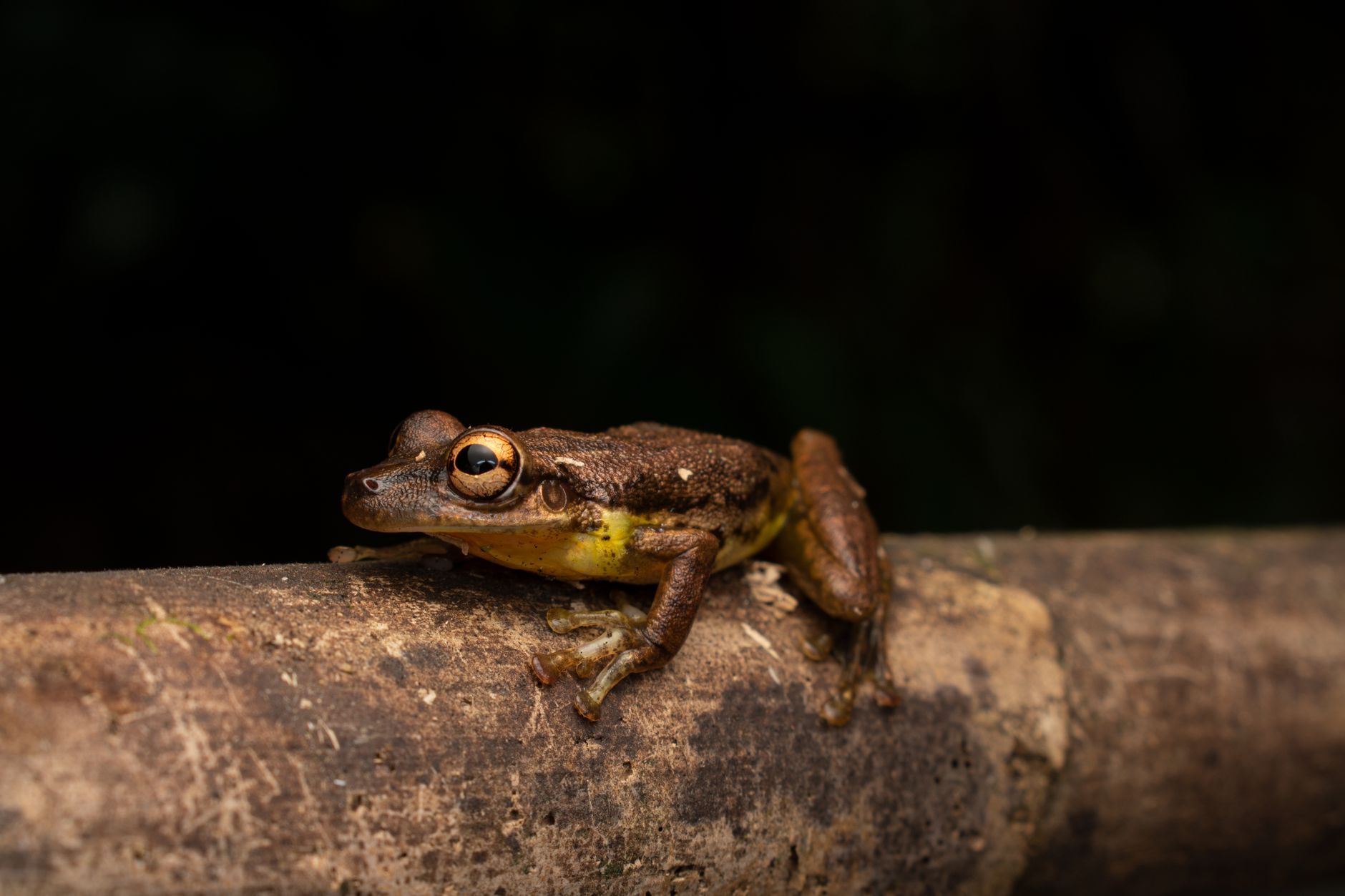 New Cascade Frog Species Discovered in Nagaland