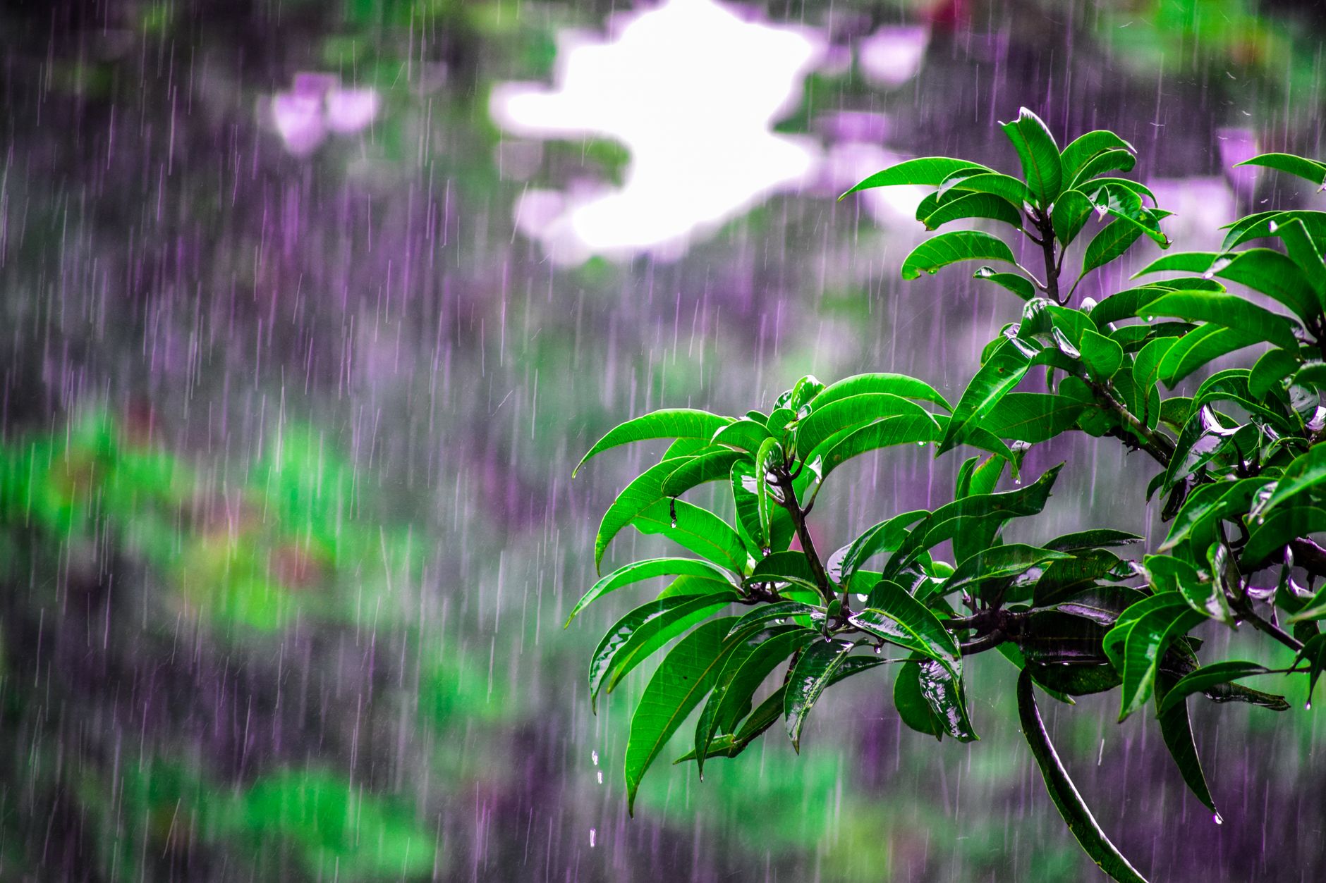 Mumbai's Monsoon Showers: The Science Behind the Delay