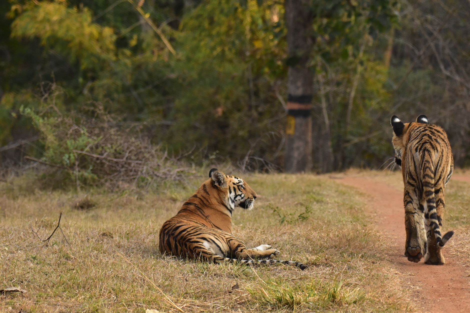 India's Tiger Conservation Triumph Sets Benchmark for Global Wildlife Recovery