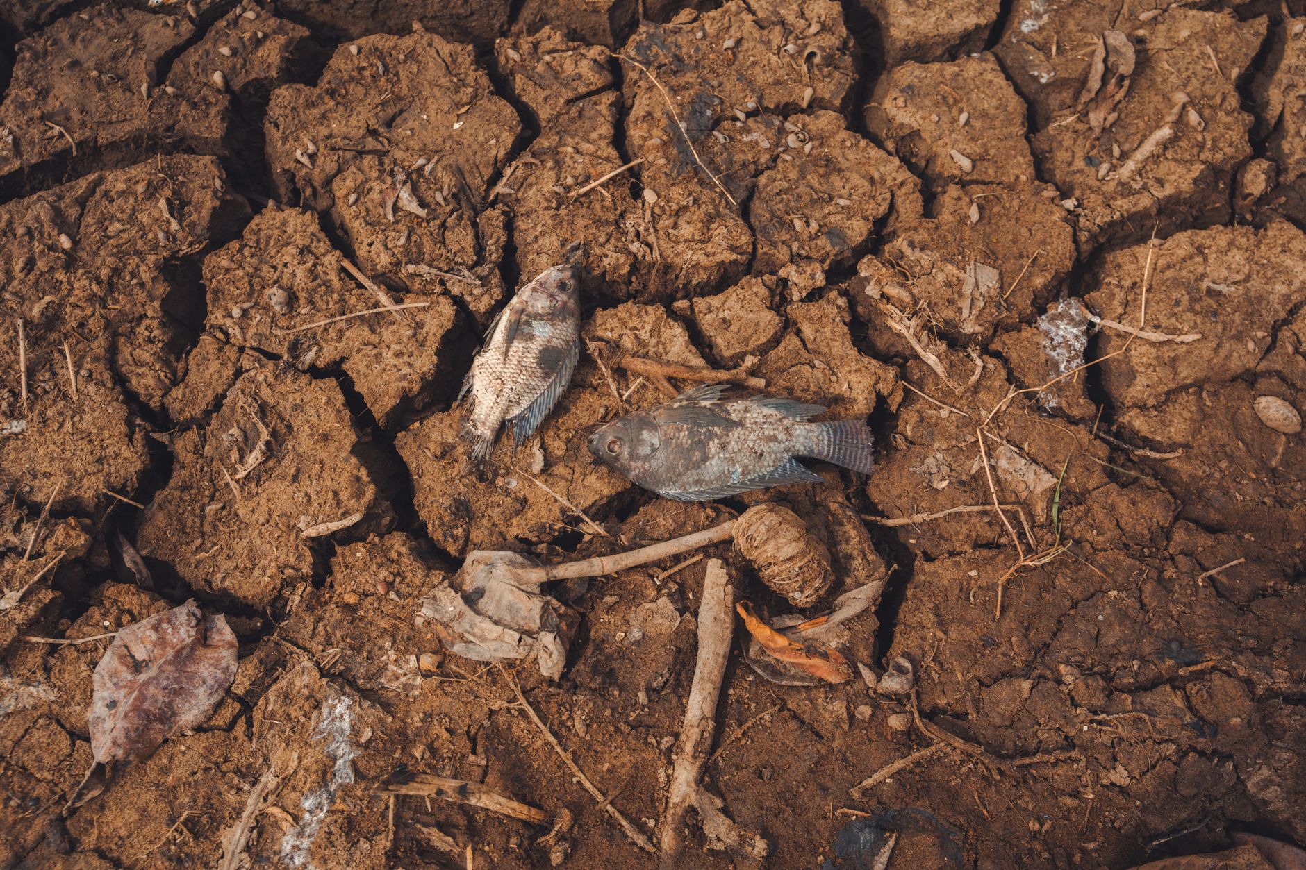 USAID Withdrawal: The Unseen Environmental Toll