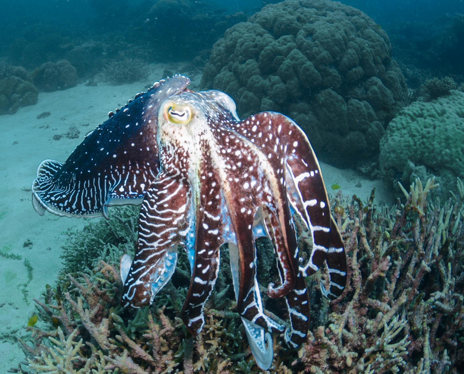 Unveiling Oceania's Deep-Sea Secrets: The Thriving Underworld