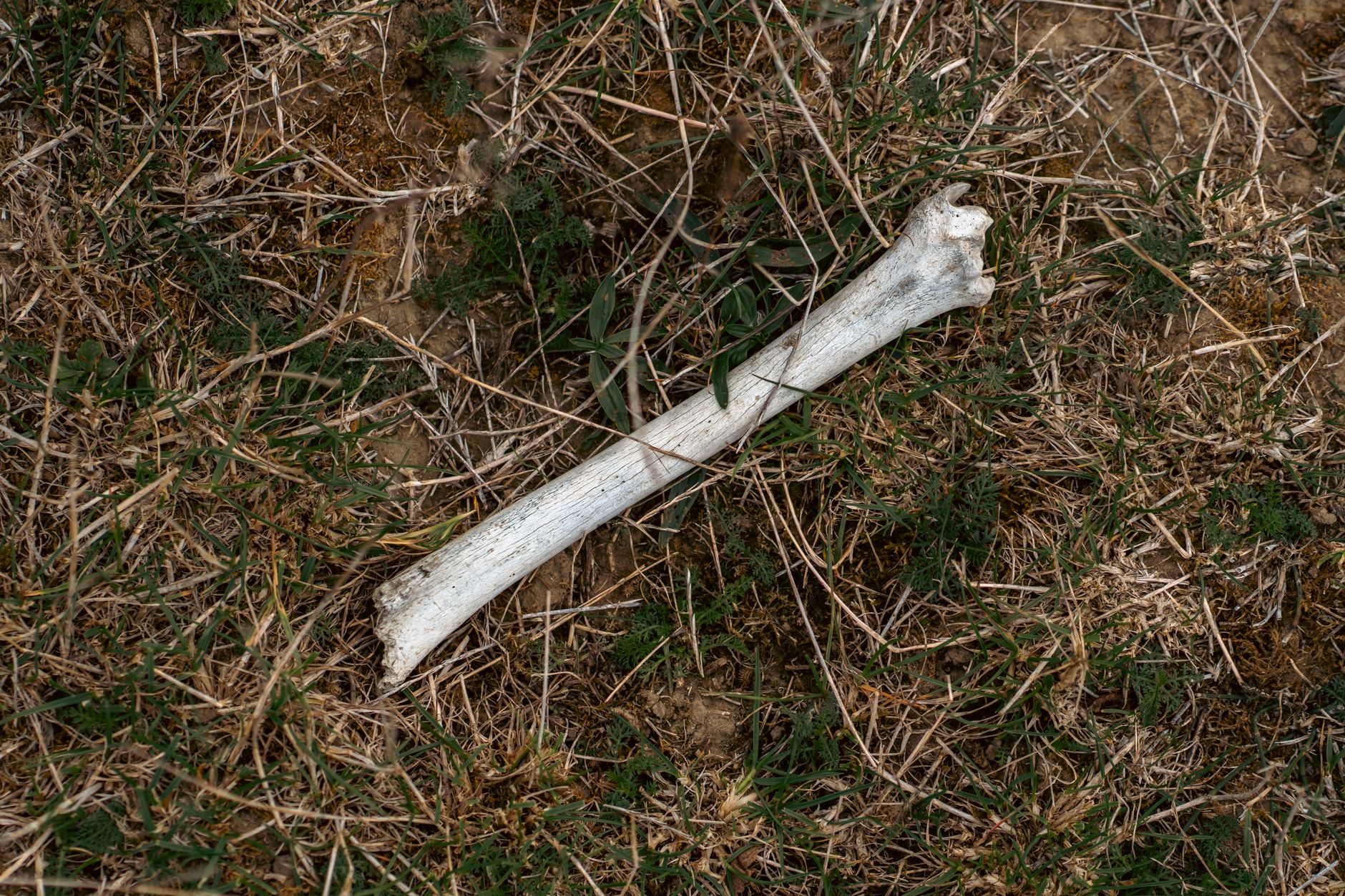 Buried Underwear: The Unusual Experiment Uncovering Soil Secrets