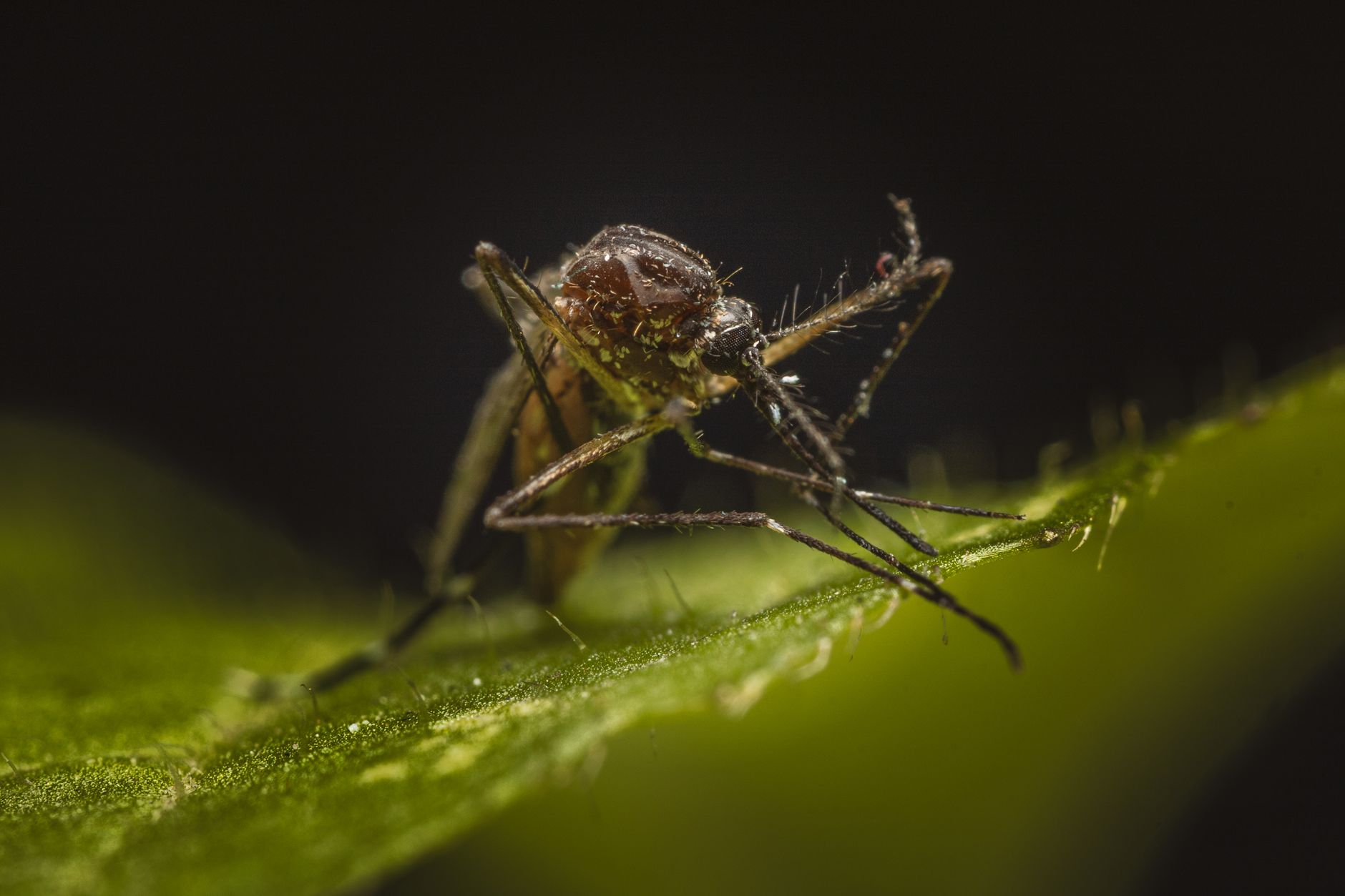 Tamil Nadu Sees Decline in Dengue Cases, Says Health Minister