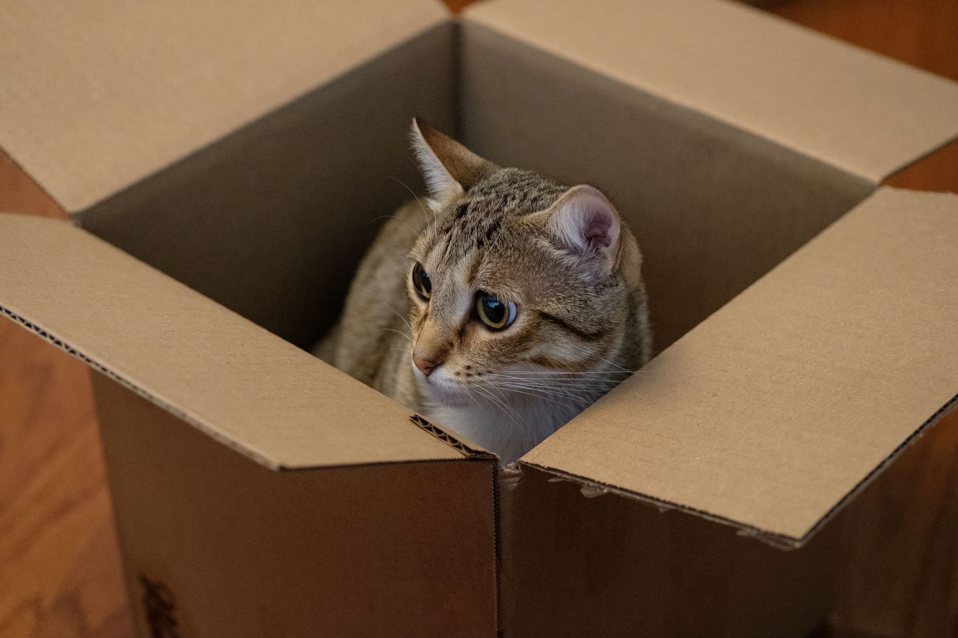 Quantum Dilemma: Gravity Fails to Explain Schrödinger’s Cat
