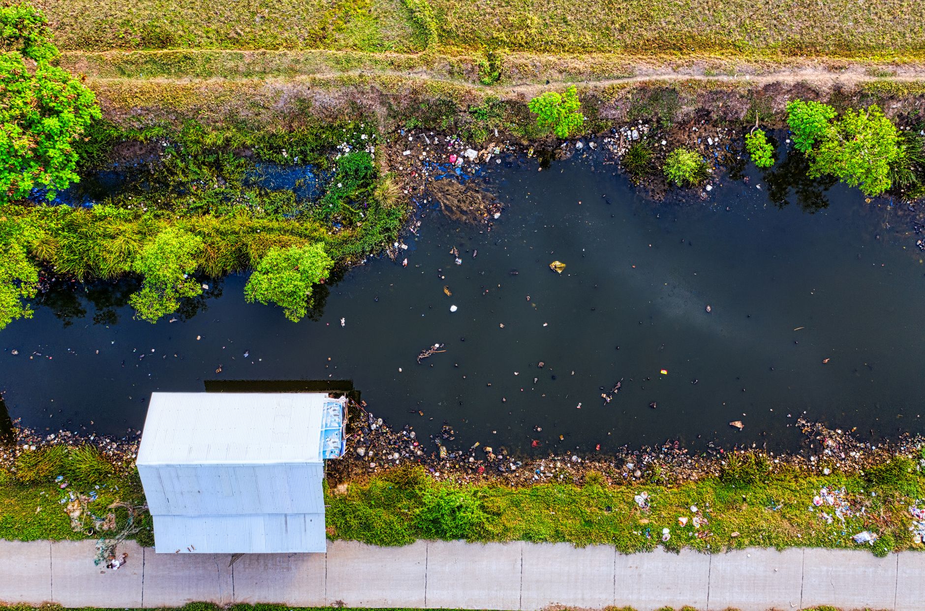 Rays in NYC's Polluted Creek Signal Environmental Resilience