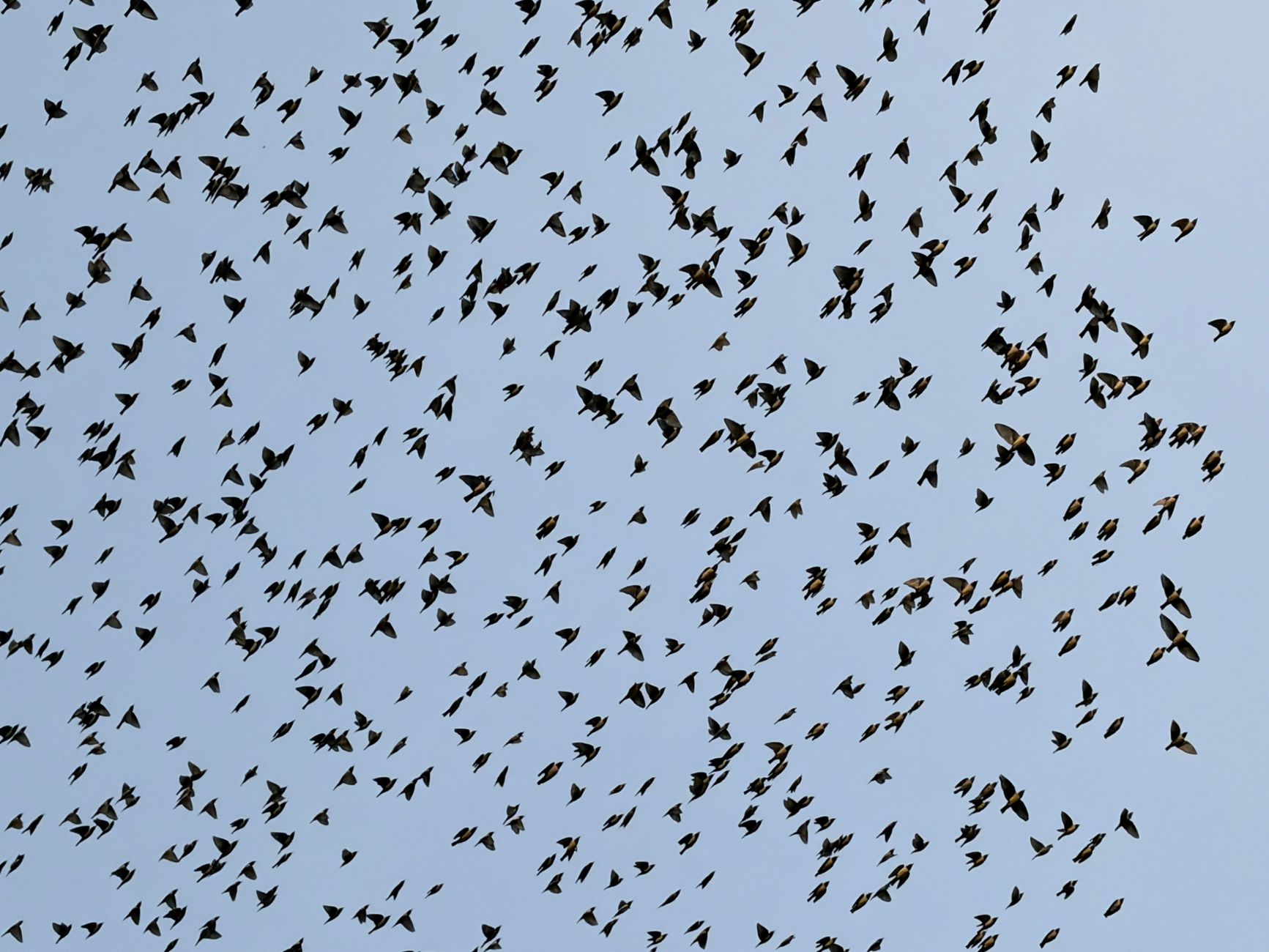 Physics Breakthrough Sheds Light on Bird Flock Mysteries