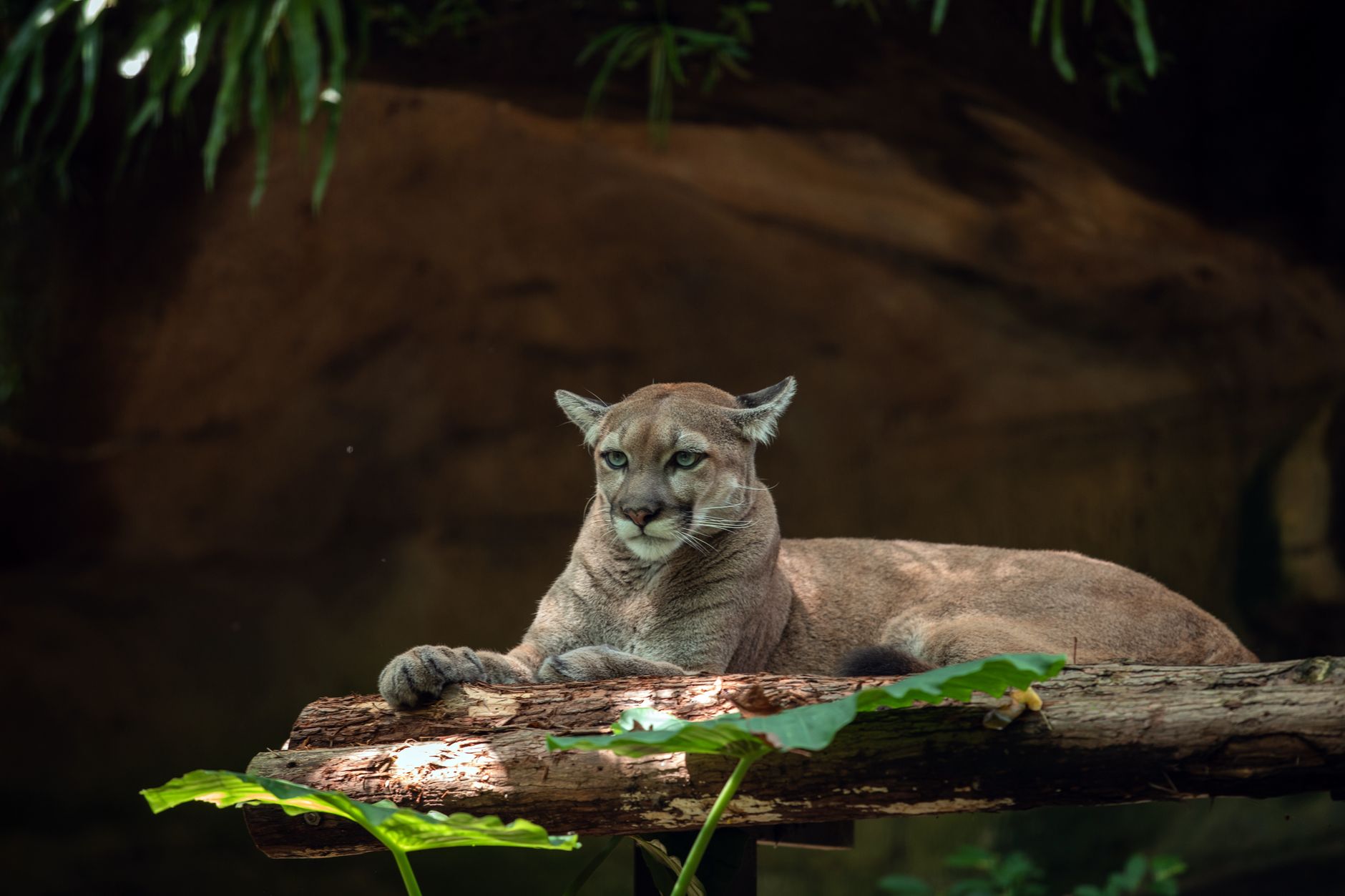 Feline Fame Sparks the World's Largest Wildlife Corridor
