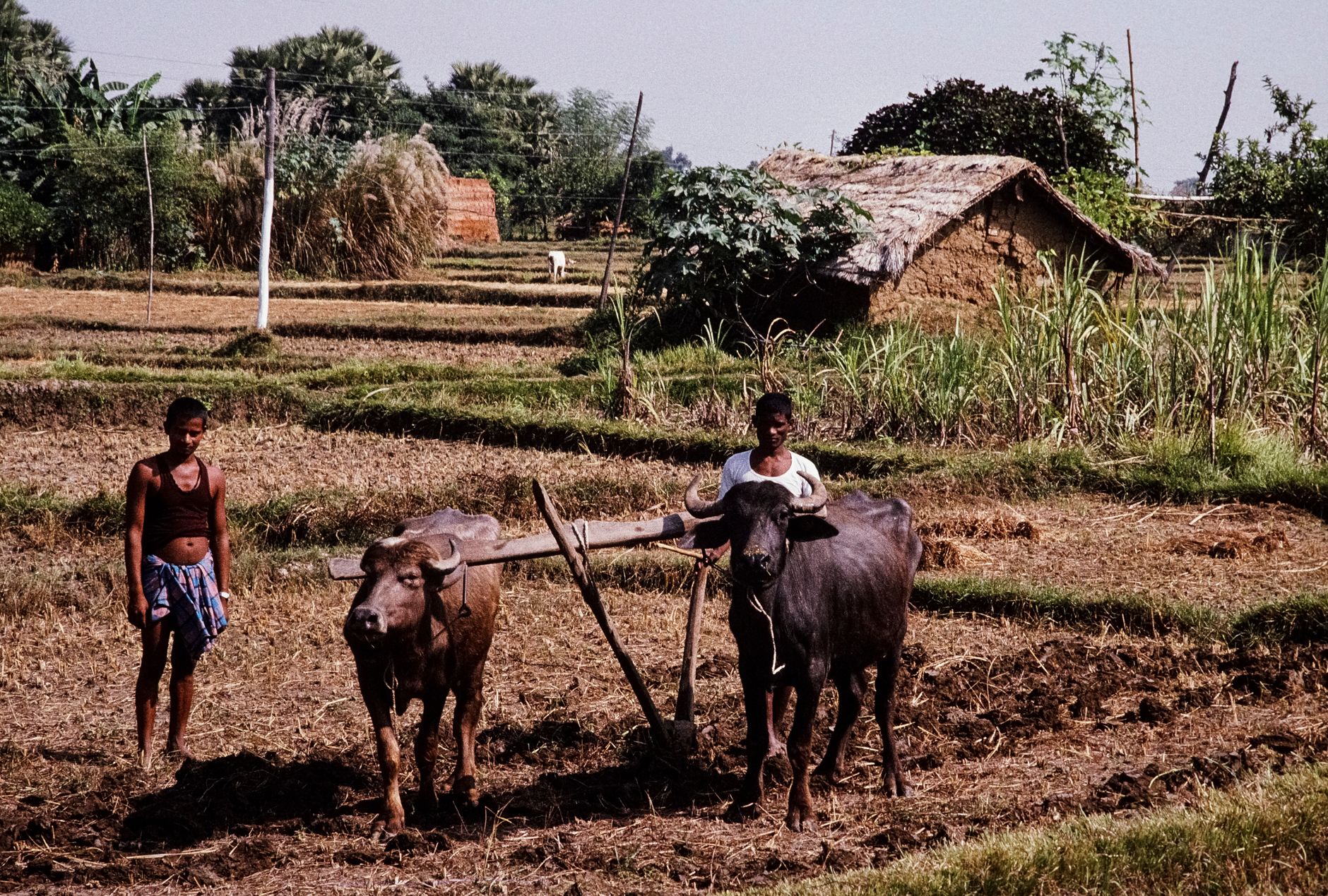 CSIR's Village Science Initiative: A Quiet Revolution in 1976