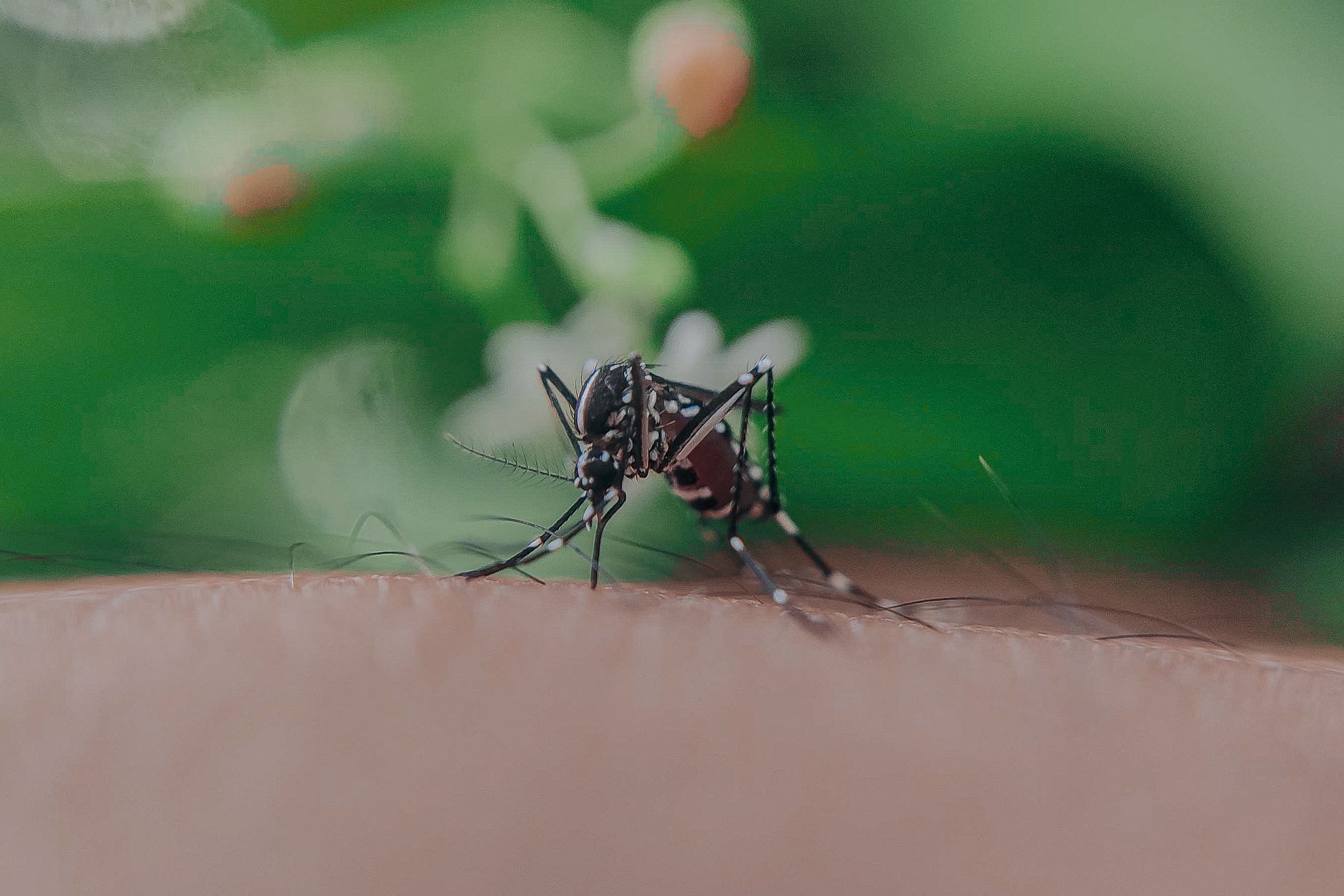 Human Influence Reshaping Genetic Diversity of Mosquitoes in India