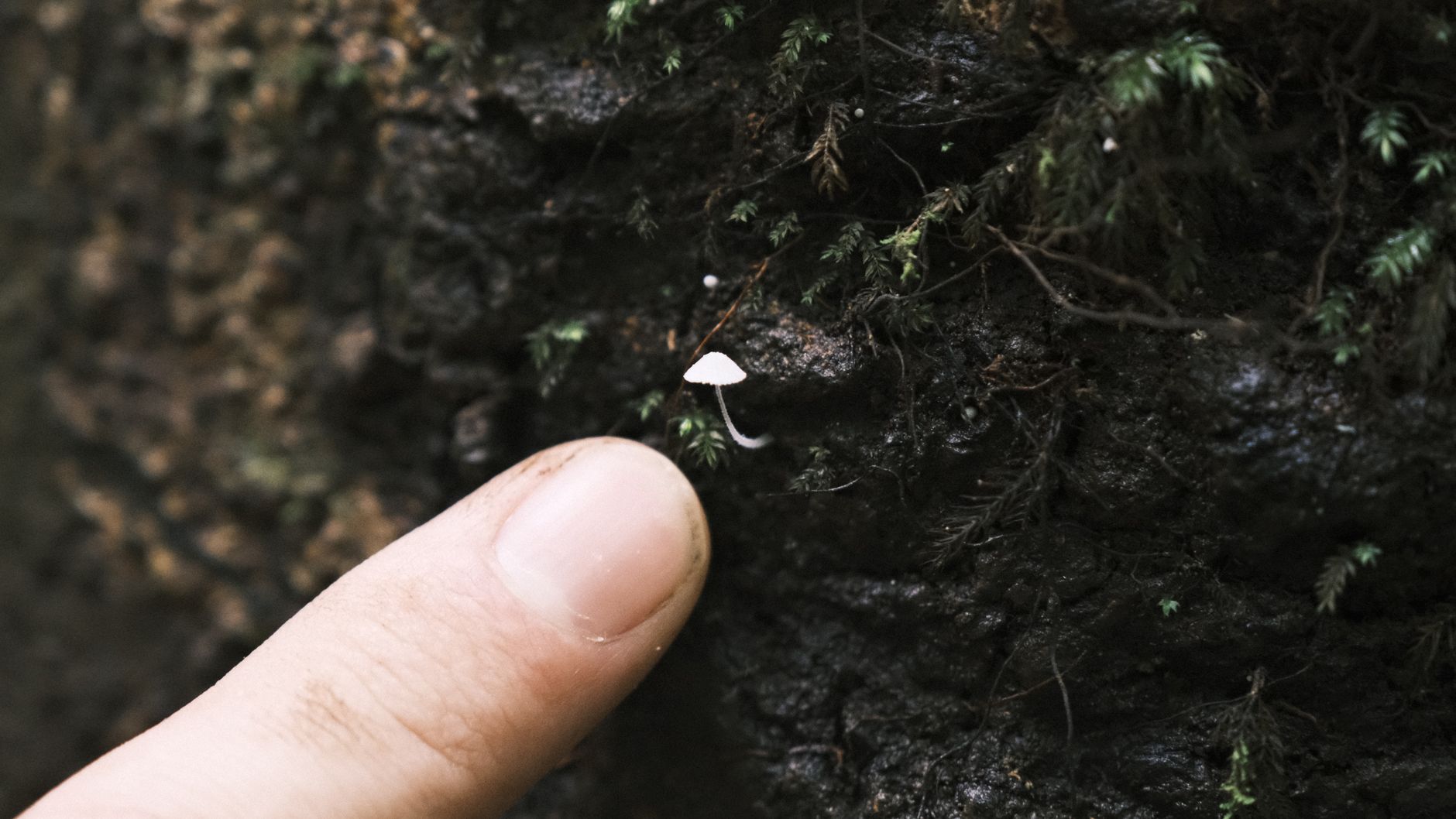 Mysterious 'Devil Flower' Emerges in Thai Wilderness