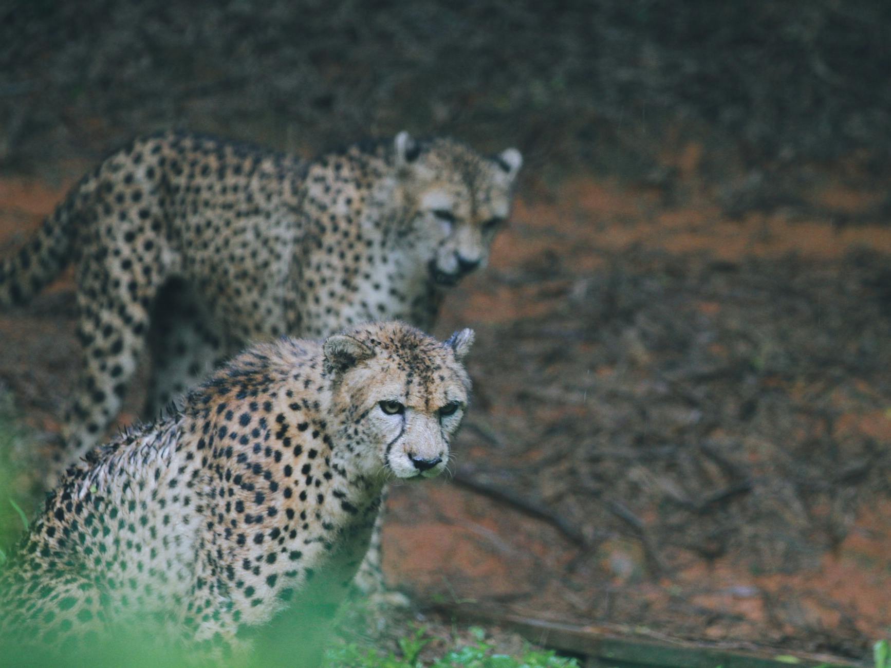 Cheetah Population in India Climbs to 53, Celebrated by Environment Minister