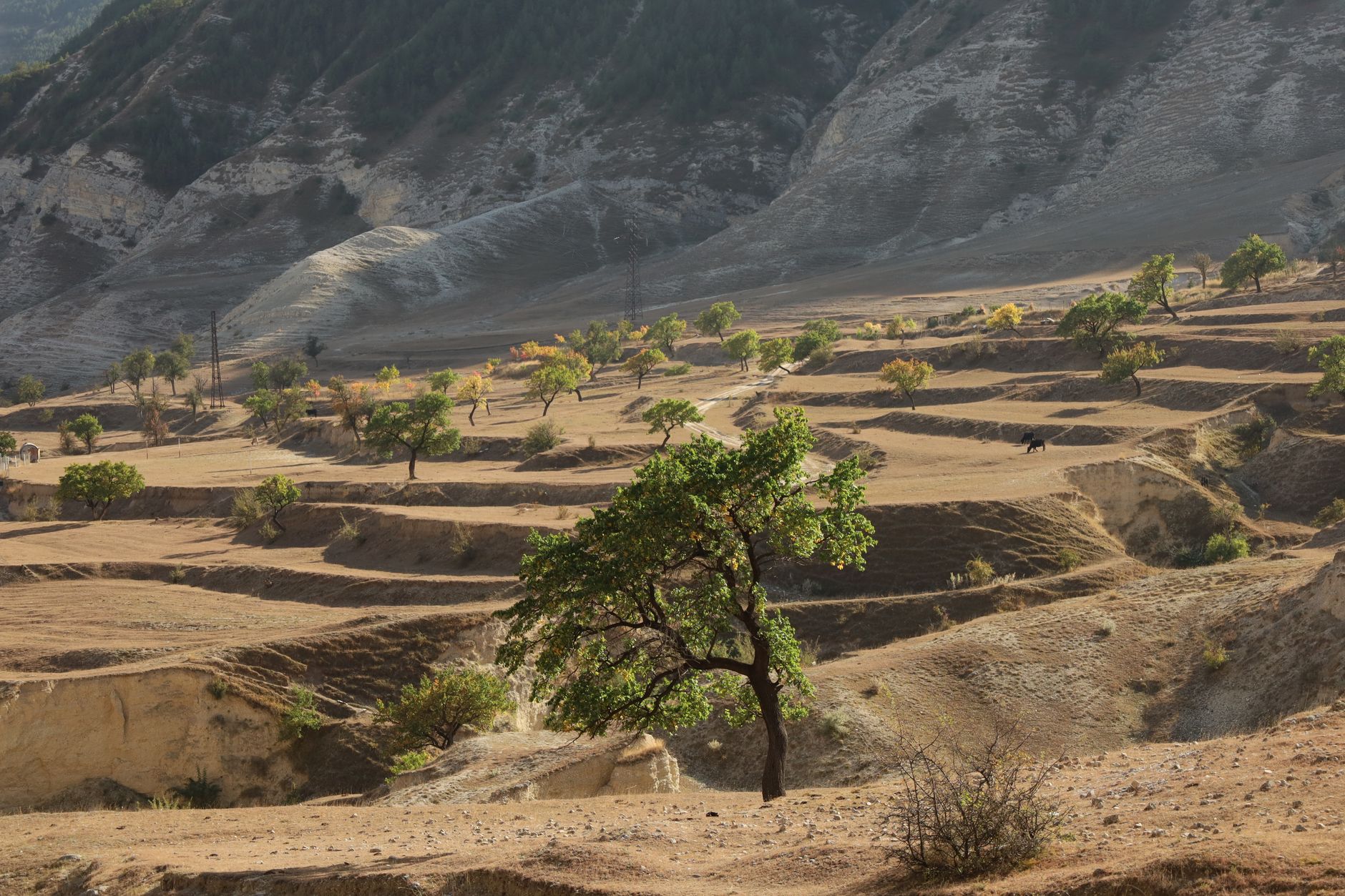 Vice Chancellor Warns of Society's Peril from Environmental Harm