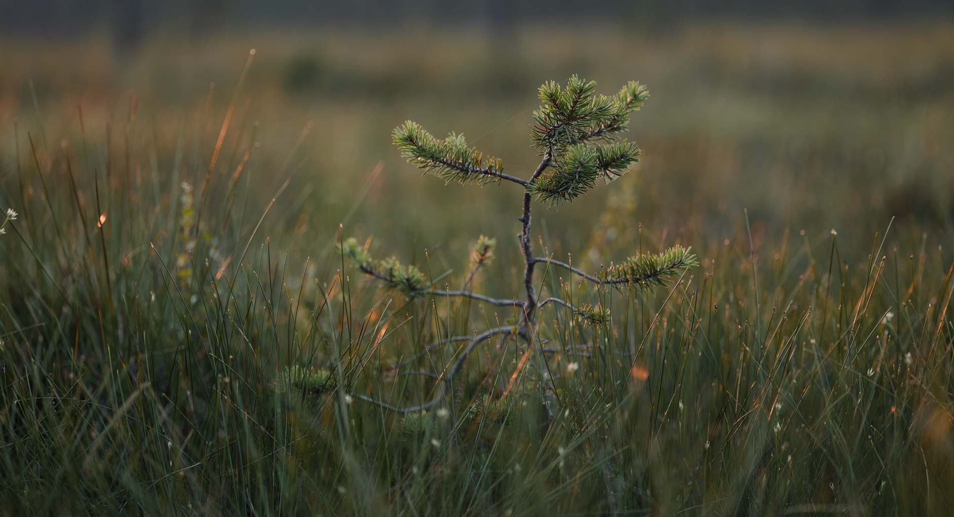 Reviving Britain's Moorlands: A Bold Restoration Plan