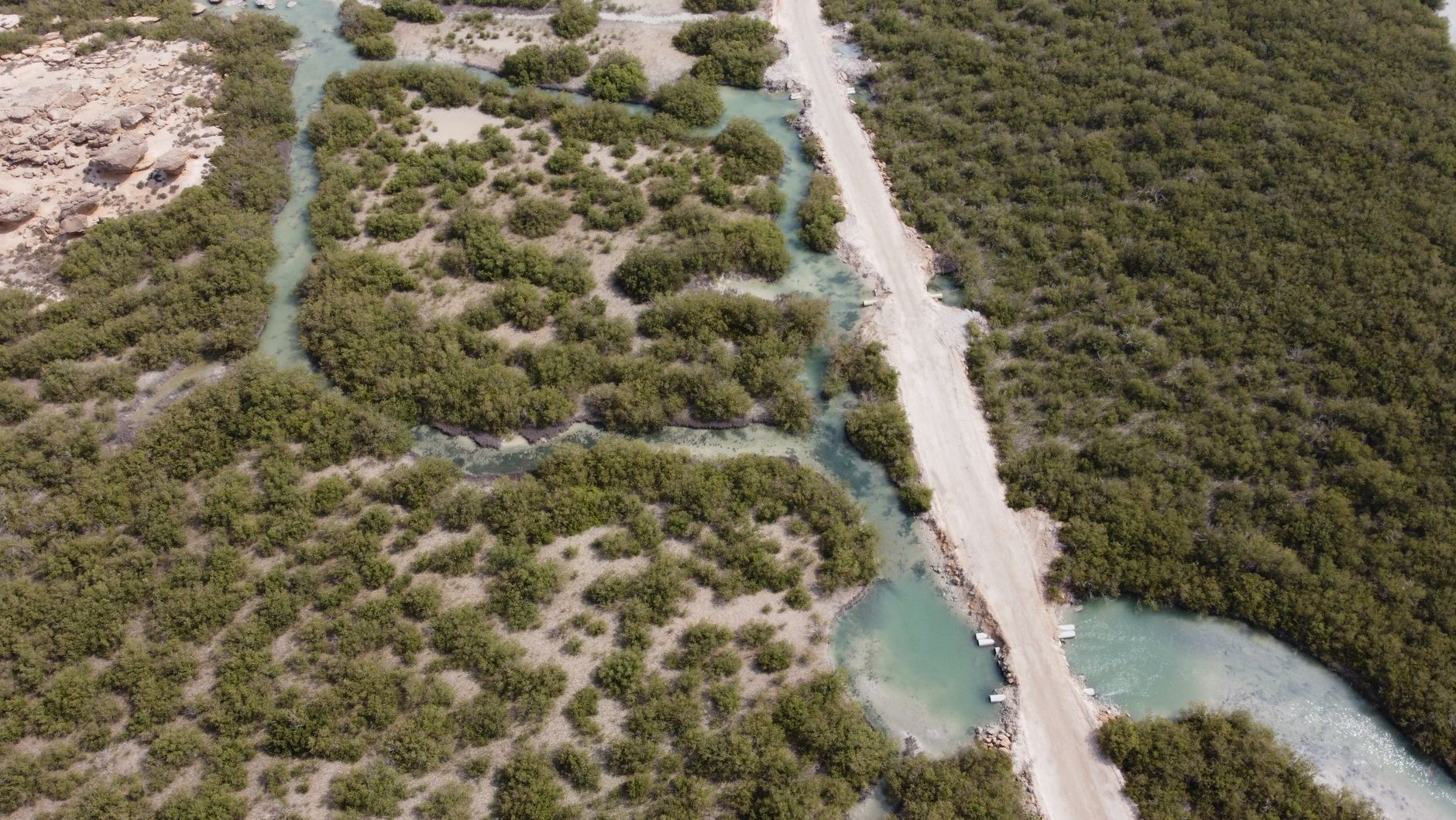 Karachi's Mangroves: An Environmental Battle at Korangi Creek