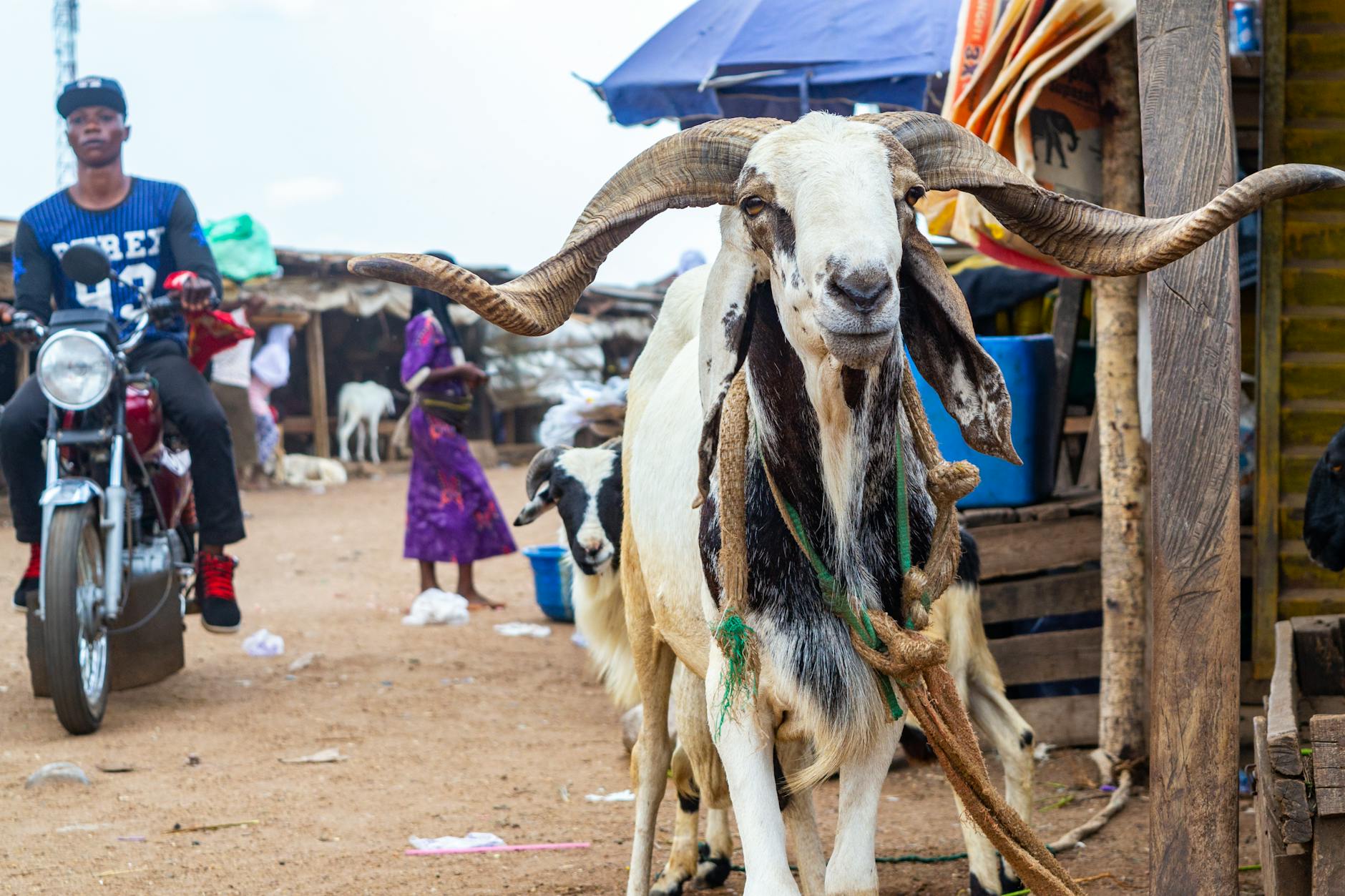 Cattle Markets Thrive Amid Bakrid Festivities Despite Surging Prices