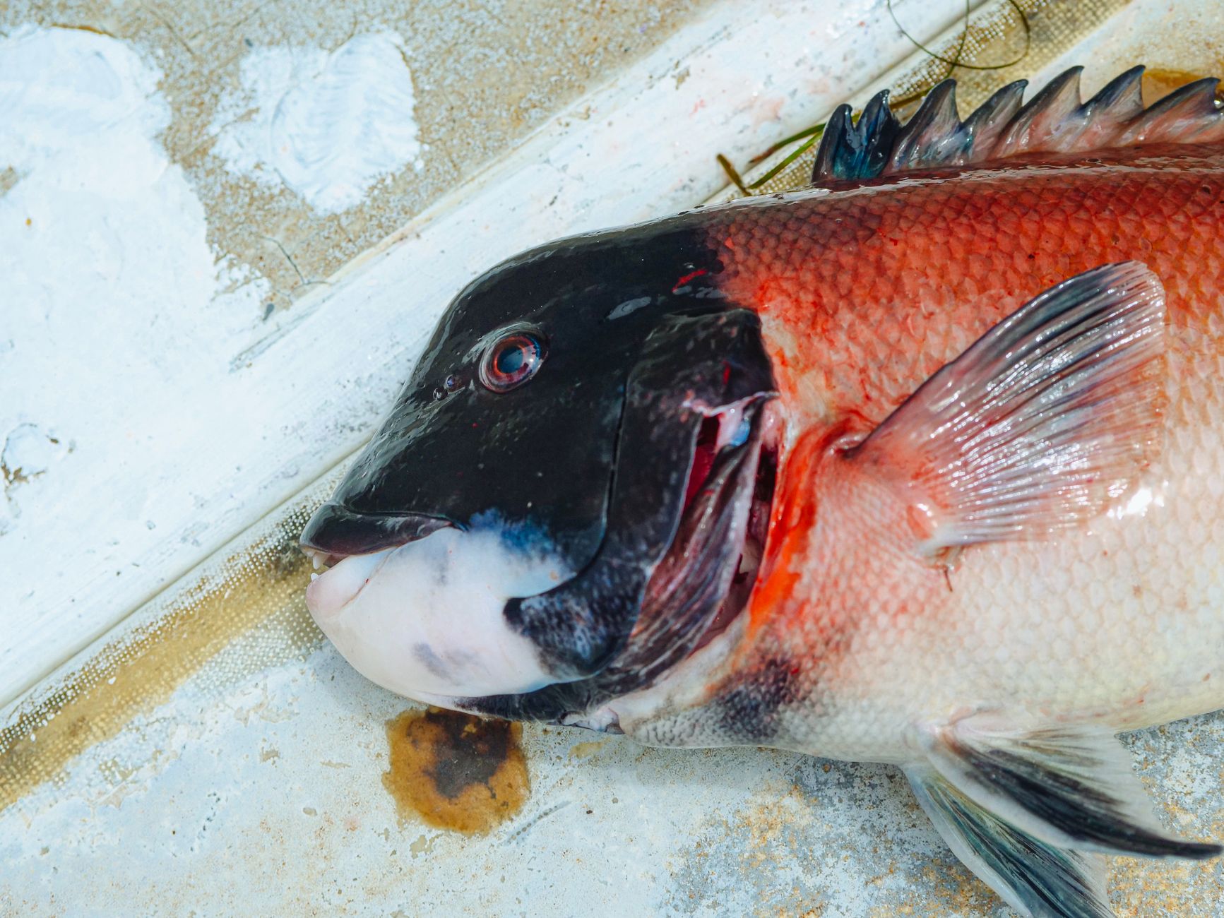 ICAR-CIFE Celebrates 66 Years of Pioneering Fisheries Education