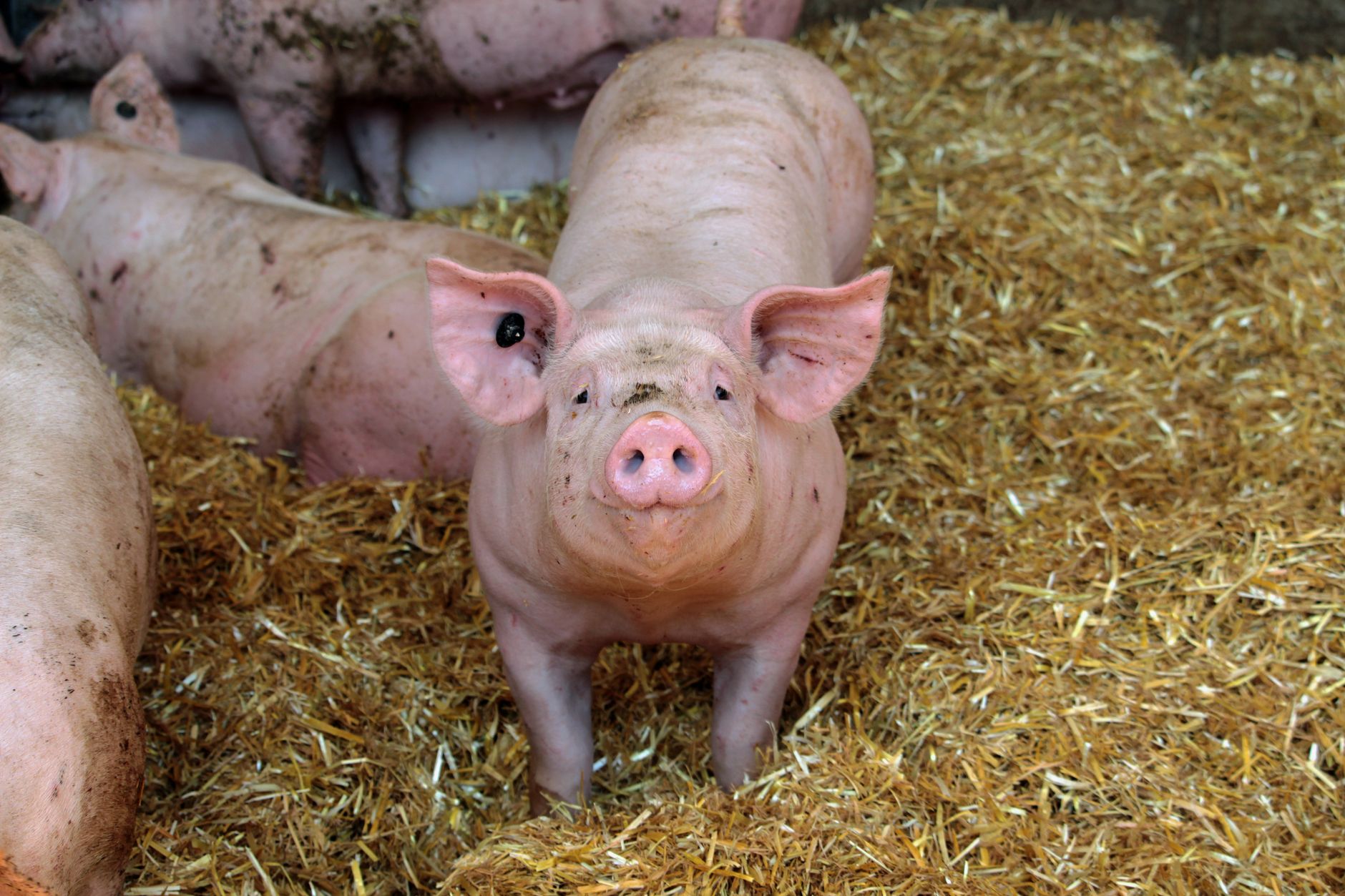 EU Eases Emissions Rules for Farmers: Cleaner Air Ahead