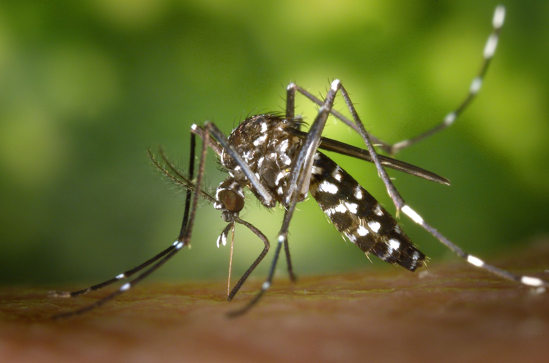 Global Efforts Unite Against Rising Arbovirus Threats