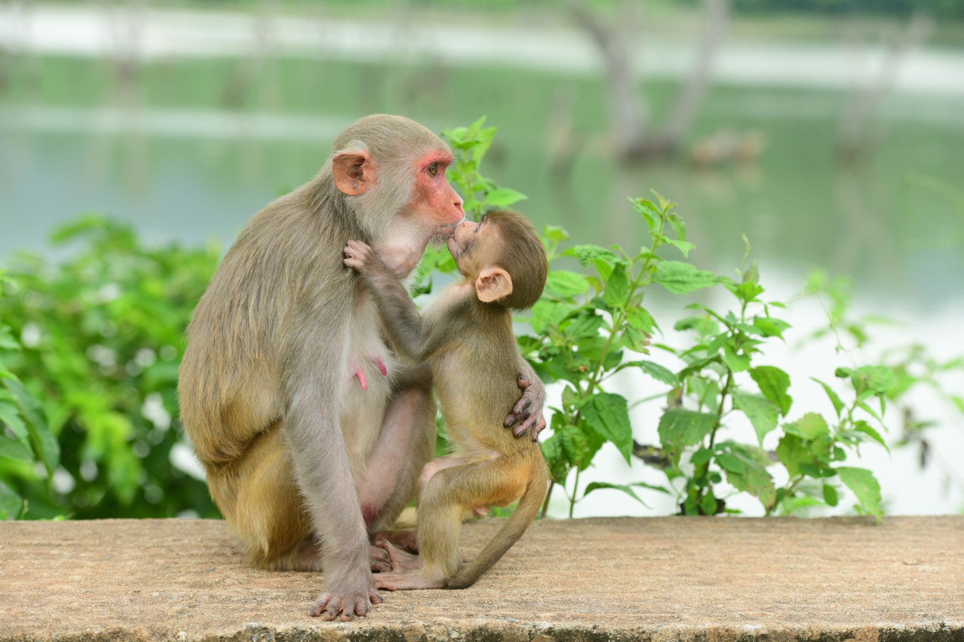 Infant Girls' Face Focus Fuels Nature vs Nurture Debate