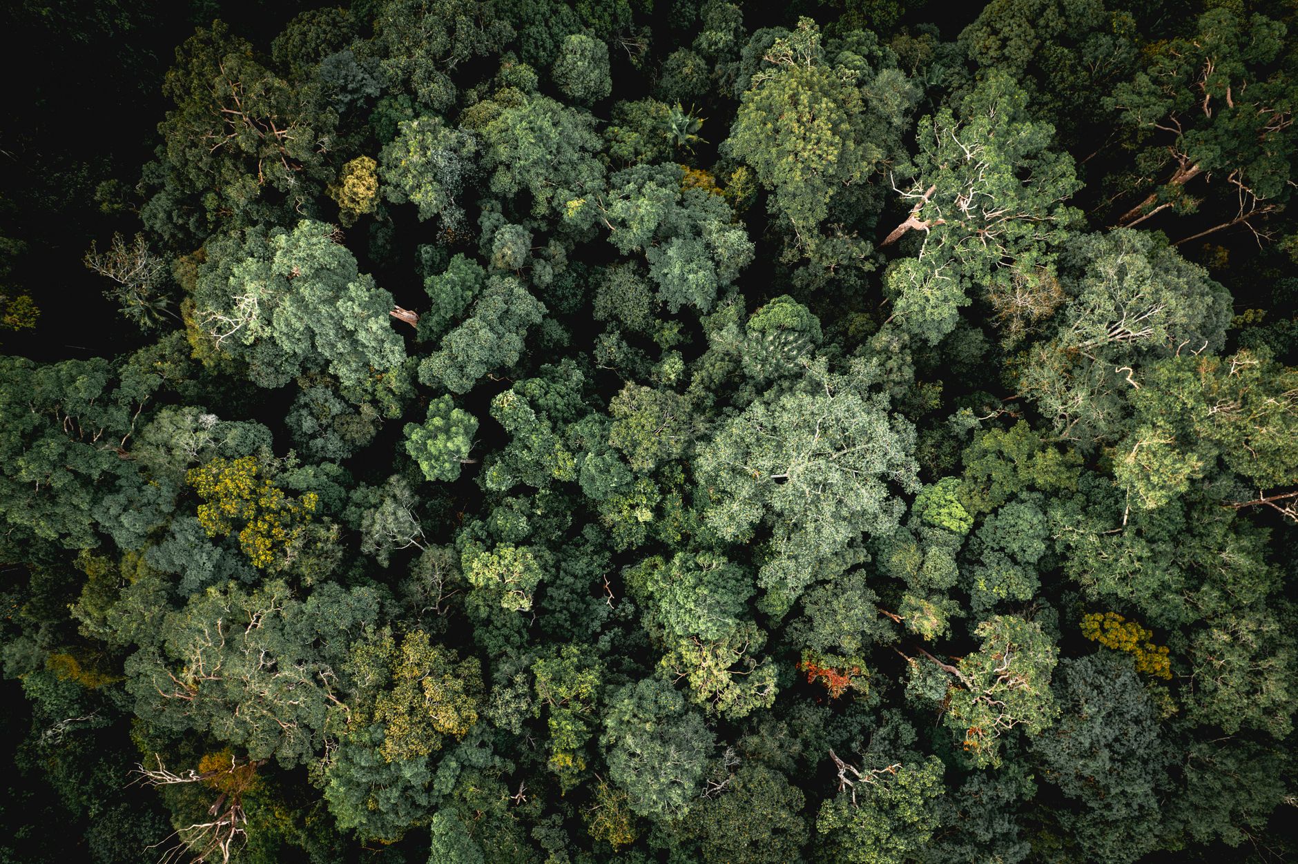 USAID's Withdrawal: A Blow to Global Conservation Efforts