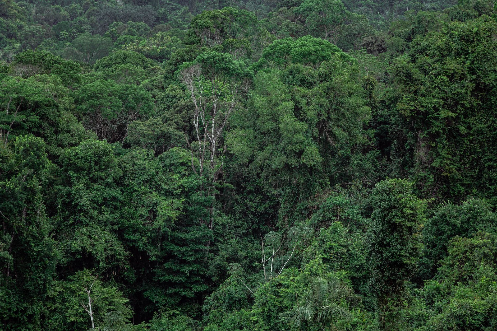 Canopy Experiment: Rain Deprivation in the Amazon