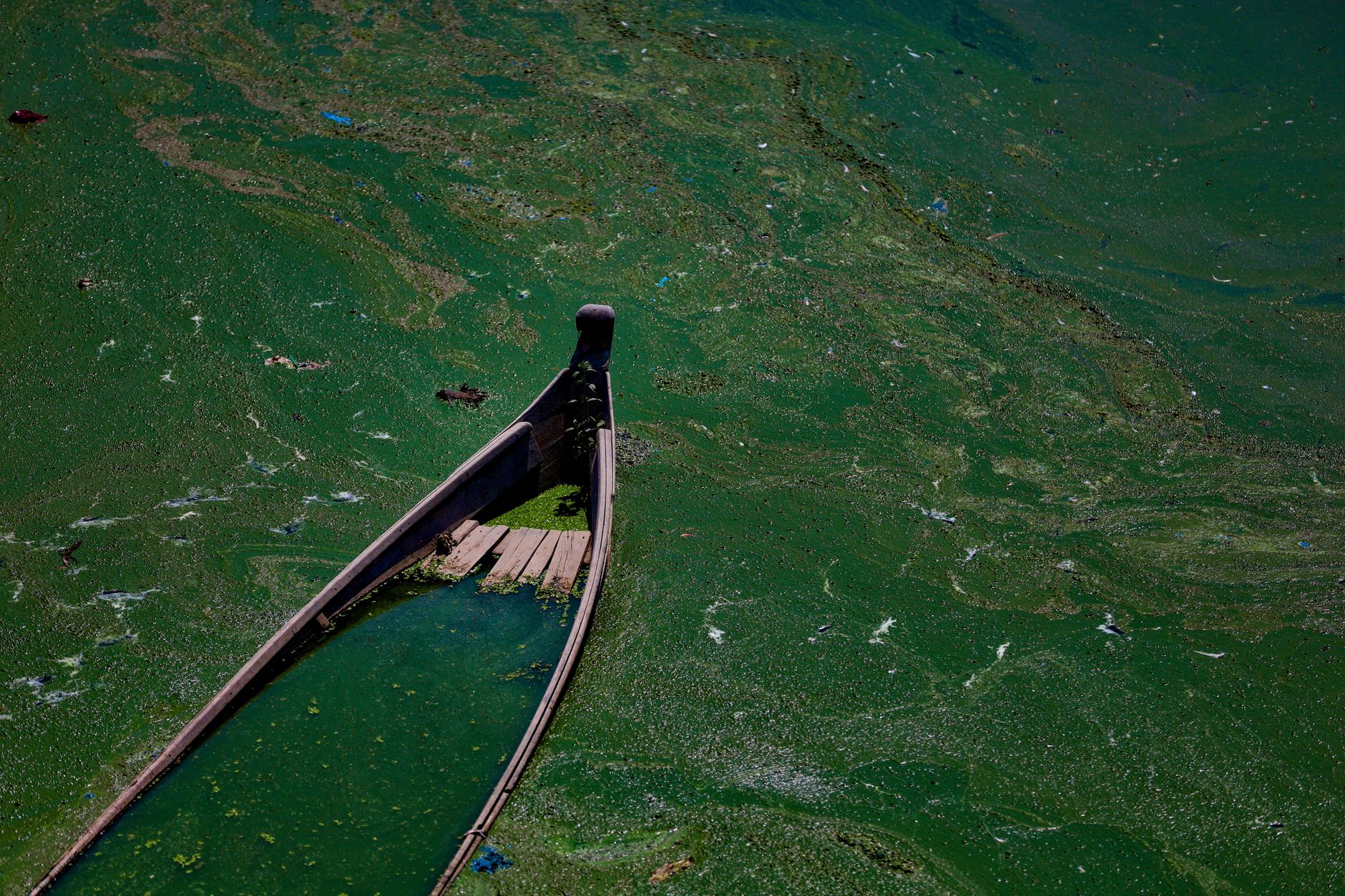 Decades of Fertilisation in Lake 227: A Scientific Legacy