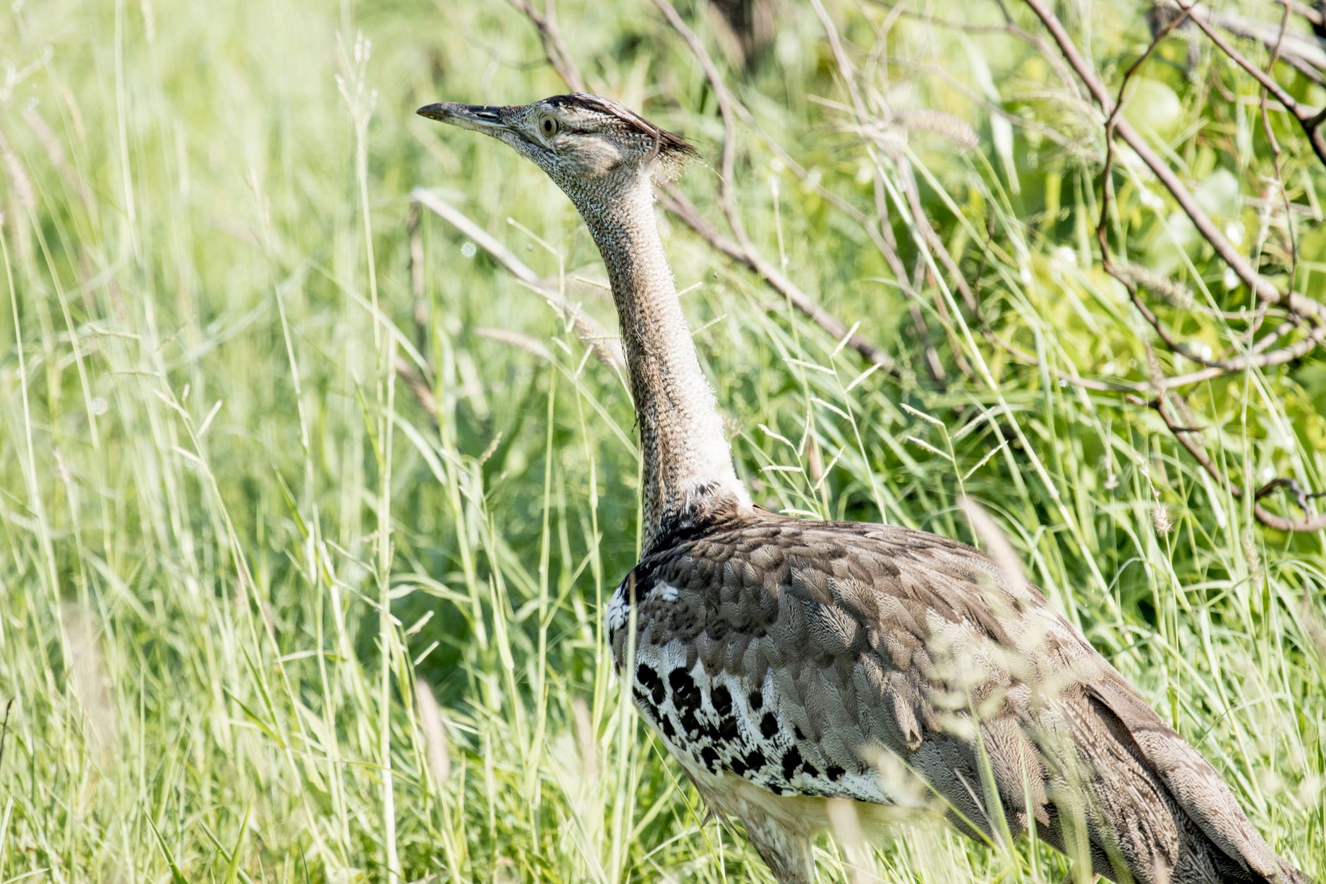 Minister Hails Scientists After Great Indian Bustard Milestone