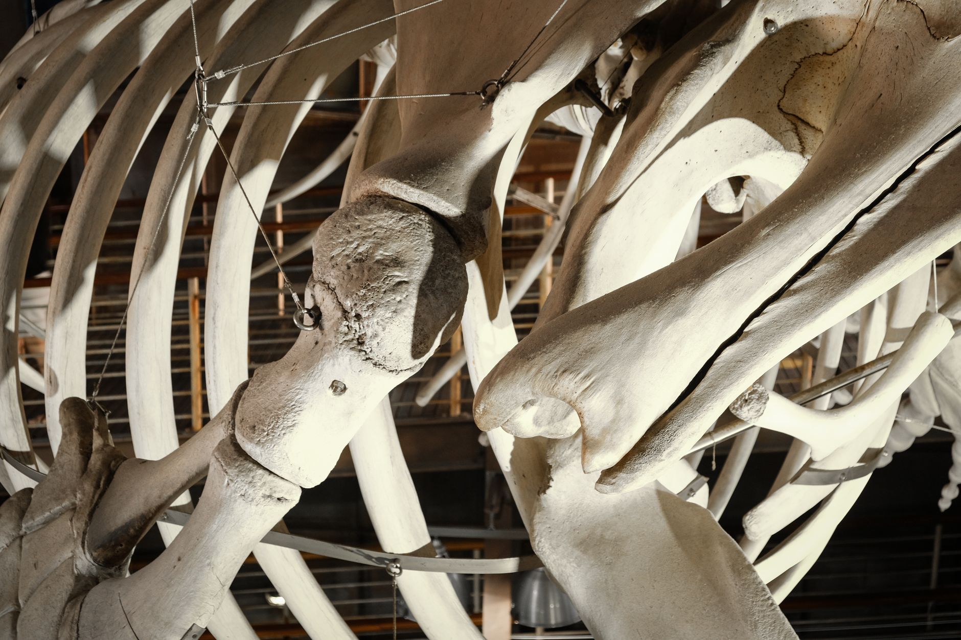 Norway's New Museum Immerses Visitors in the World of Whales