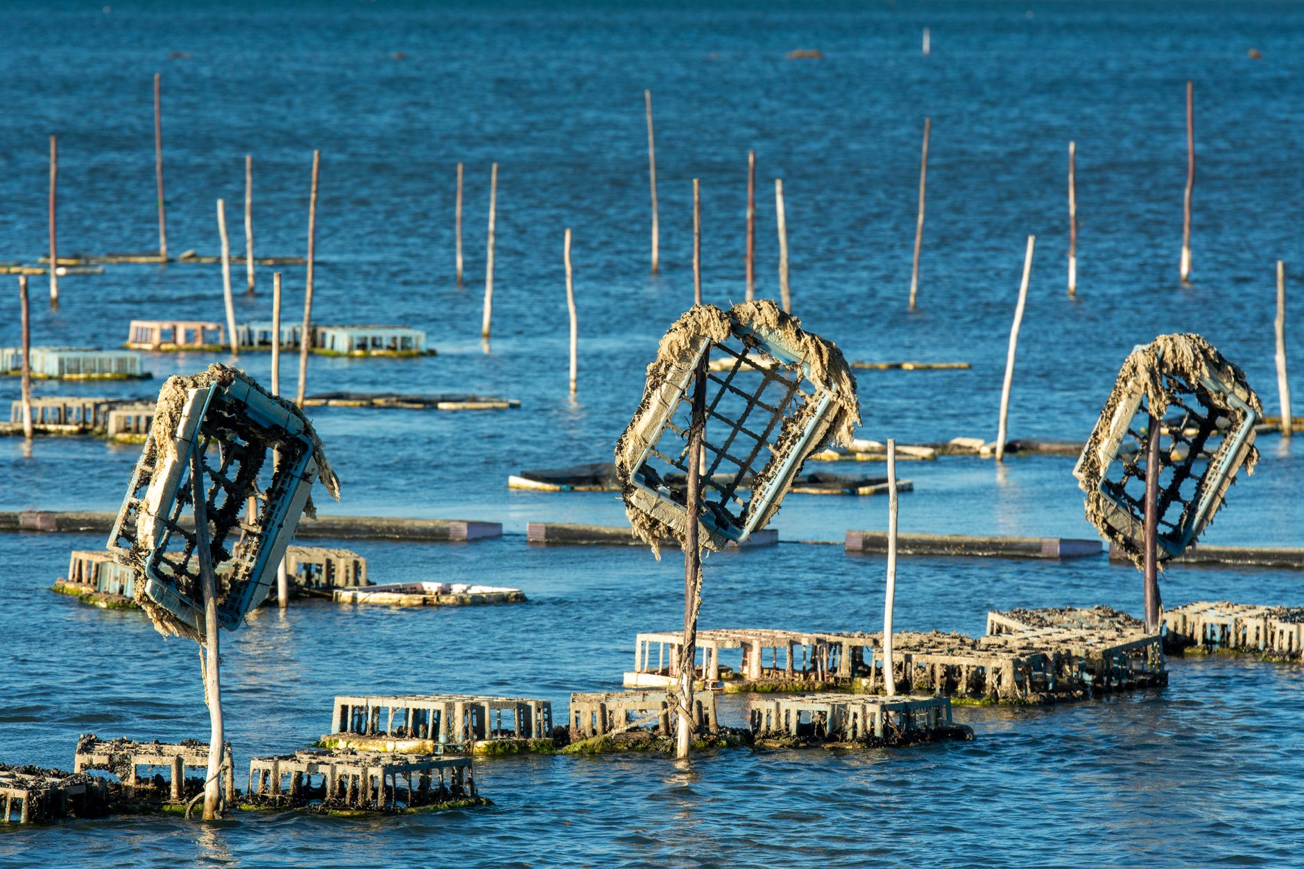 ICAR-CIBA Unlocks Potential of Blue Swimmer Crab Farming