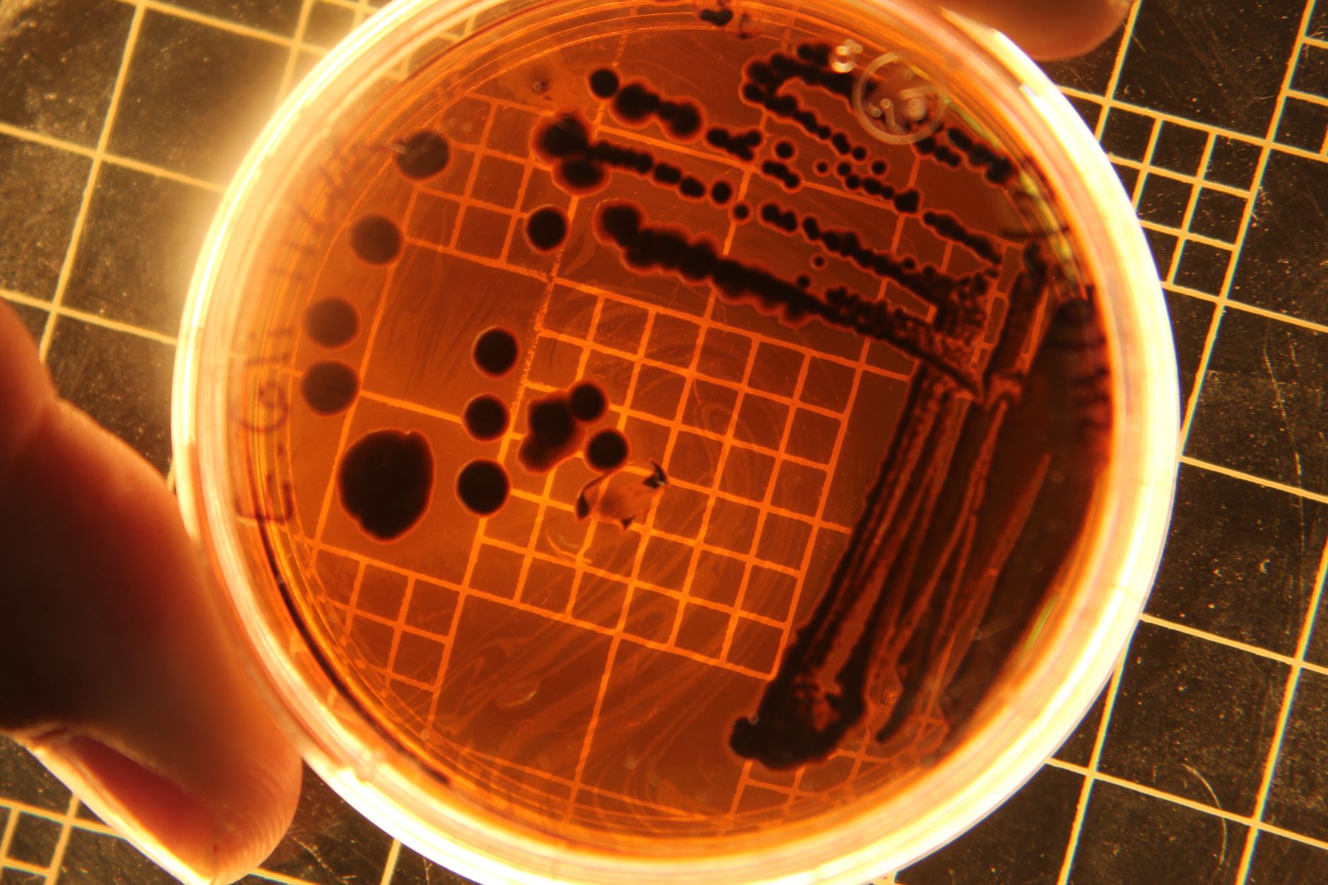 AI-Designed Viruses: A Medical Breakthrough or a Biosecurity Threat?