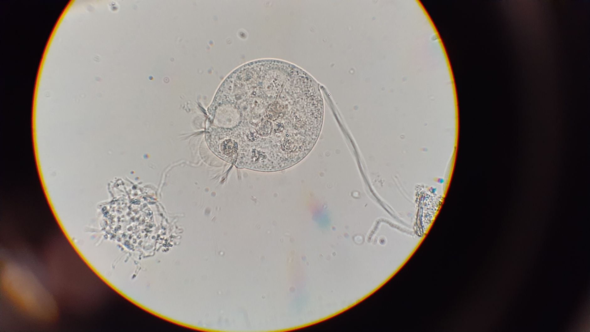 Pioneering Scientists Craft First Synthetic Cell from Scratch