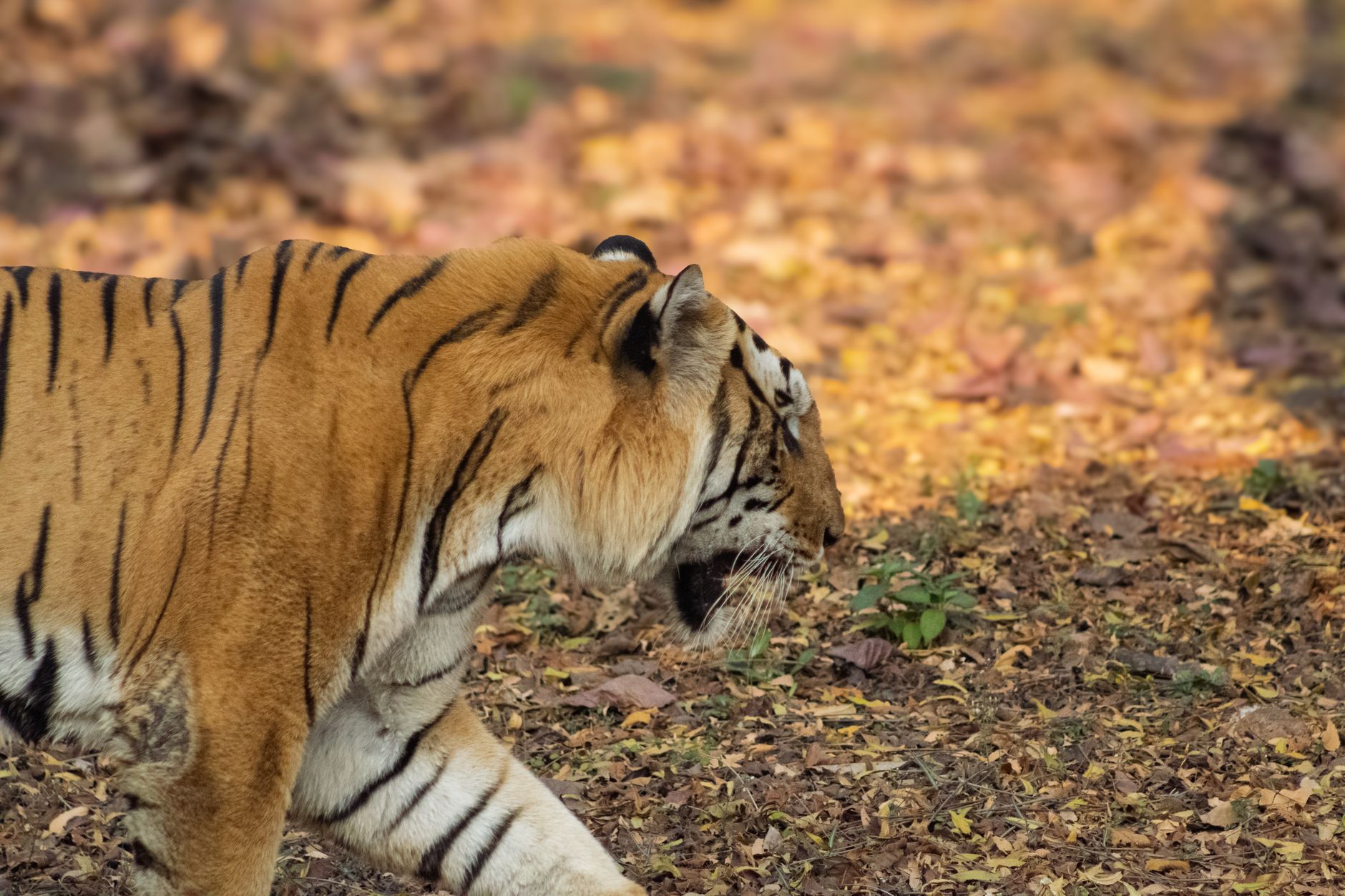 Bengal Minister Advocates Eco-Friendly Tourism Measures